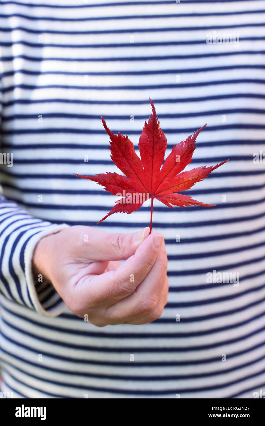 Hand holding maple leaf hi-res stock photography and images - Alamy