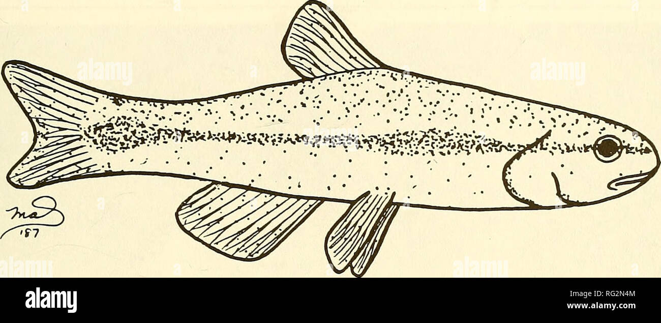 . The Canadian field-naturalist. 1988 Lanteigne: Status of Banff Longnose Dace 171. Figure 1. Drawing of the Banff Longnose Dace, Rhinichthys cataractae smithi, 28.1 mm SL,NMC 81-1160 (Drawing by M. Service, Department of Fisheries and Oceans). definite threat to the continued existence of Rhinichthys cataractae smithi. The Mosquitofish was introduced in 1924 for purposes of mosquito control and was still extant as of September 1981. A local teacher also introduced other species of tropical fishes (J. S. Nelson, Department of Zoology, University of Alberta, Calgary, Alberta; personal communica Stock Photo