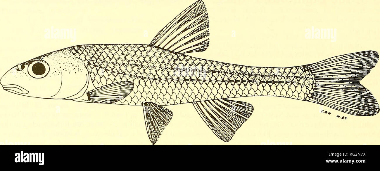 The Canadian field-naturalist. 196 The Canadian Field-Naturalist Vol. 101.  Figure 1. Bigmouth Shiner, Notropis dorsalis [from Trautman (1957), by  permission Ohio State University Press]. the Black and Rocky rivers in Ohio;