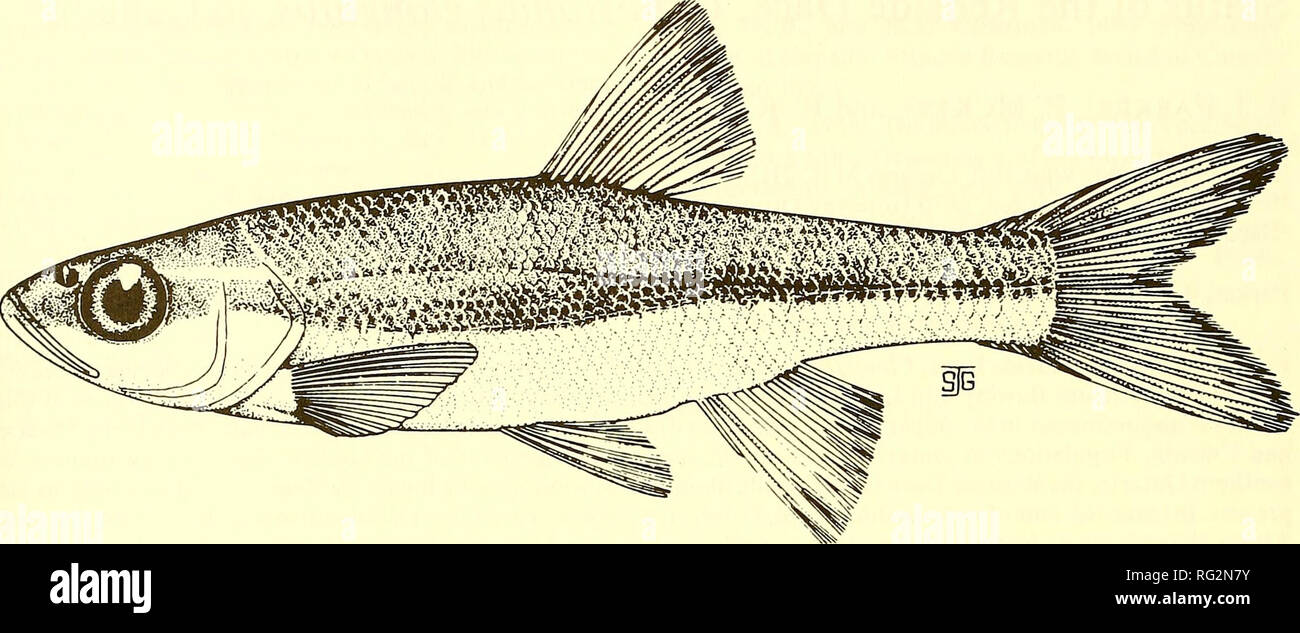 . The Canadian field-naturalist. 164 The Canadian Field-Naturalist Vol. 102. Figure I. Drawing of the Redside Dace, Clinostomus elongatus (Courtesy D. E. McAllister, National Muesum of Natural Sciences; drawing by Sally Gadd). the upper Mississippi basin in Minnesota and the upper Mississippi and Lake Michigan basin of Wisconsin. East of Lake Michigan, Redside Dace are now extirpated from Indiana but still occur in Michigan, Ohio, Kentucky, Pennsylvania and Maryland (Moore 1968; Gilbert 1980). In Canada the species is found only in Ontario (Scott and Grossman 1973). GoUection records in Ontari Stock Photo