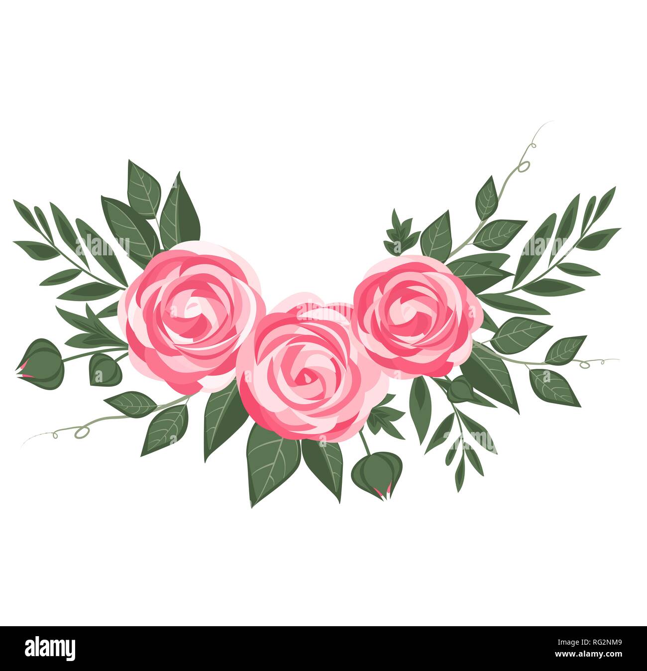 Vector Ranunculus Vector ranunculus flower Stock Vector Image & Art - Alamy
