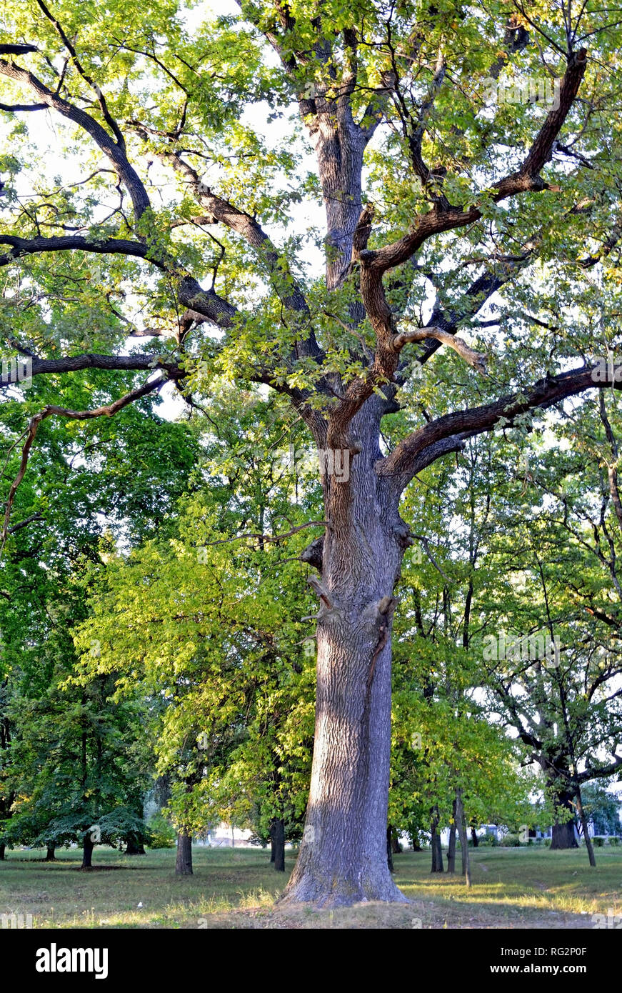 The photo shows one large oak tree in a clearing in daylight Stock Photo Alamy