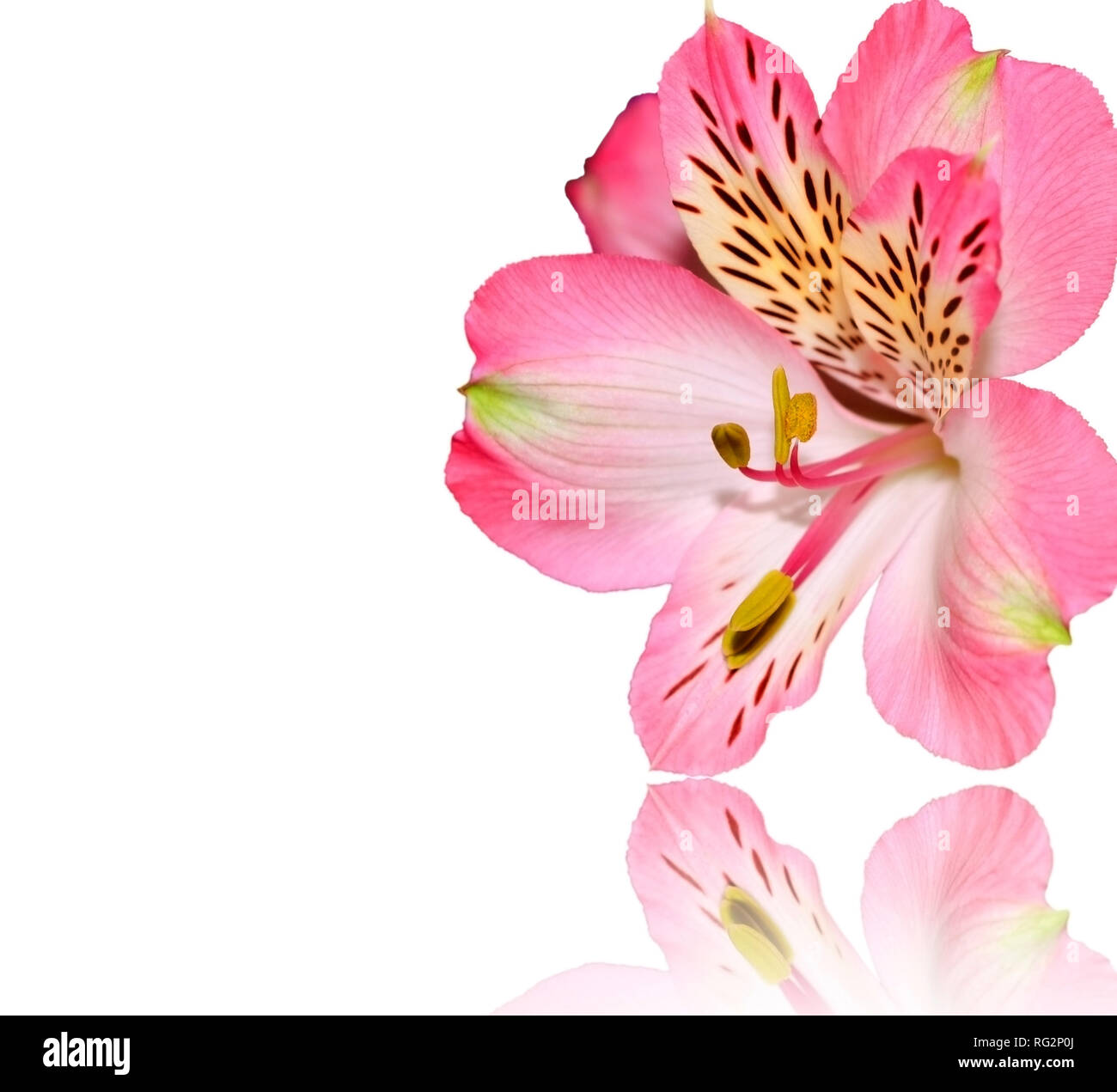 In the photo, one beautiful pink orchid close up, isolated on a white background and with a mirror reflection Stock Photo