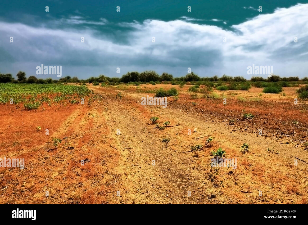 Red field landscape with clay soil and plants. Stock Photo