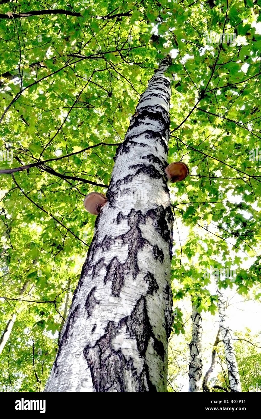 On the photo is a large, beautiful birch trunk from bottom to top. Stock Photo