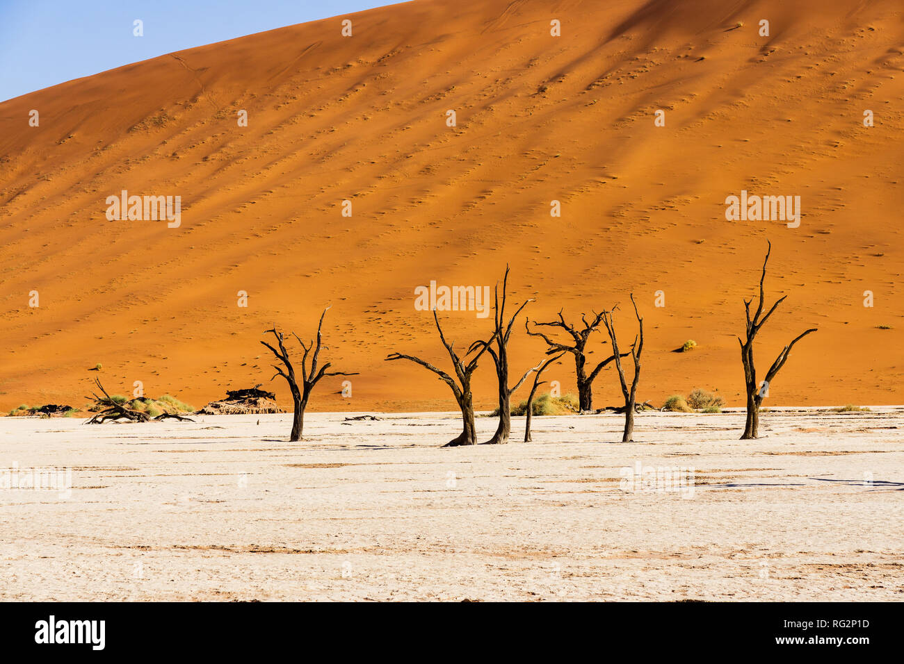 Dead Vlei, Namibia Dead Vlei , dead trees in desert,hot sun beating down on the sandy ground,red dunes in the backround,millions of tourists visit eve Stock Photo