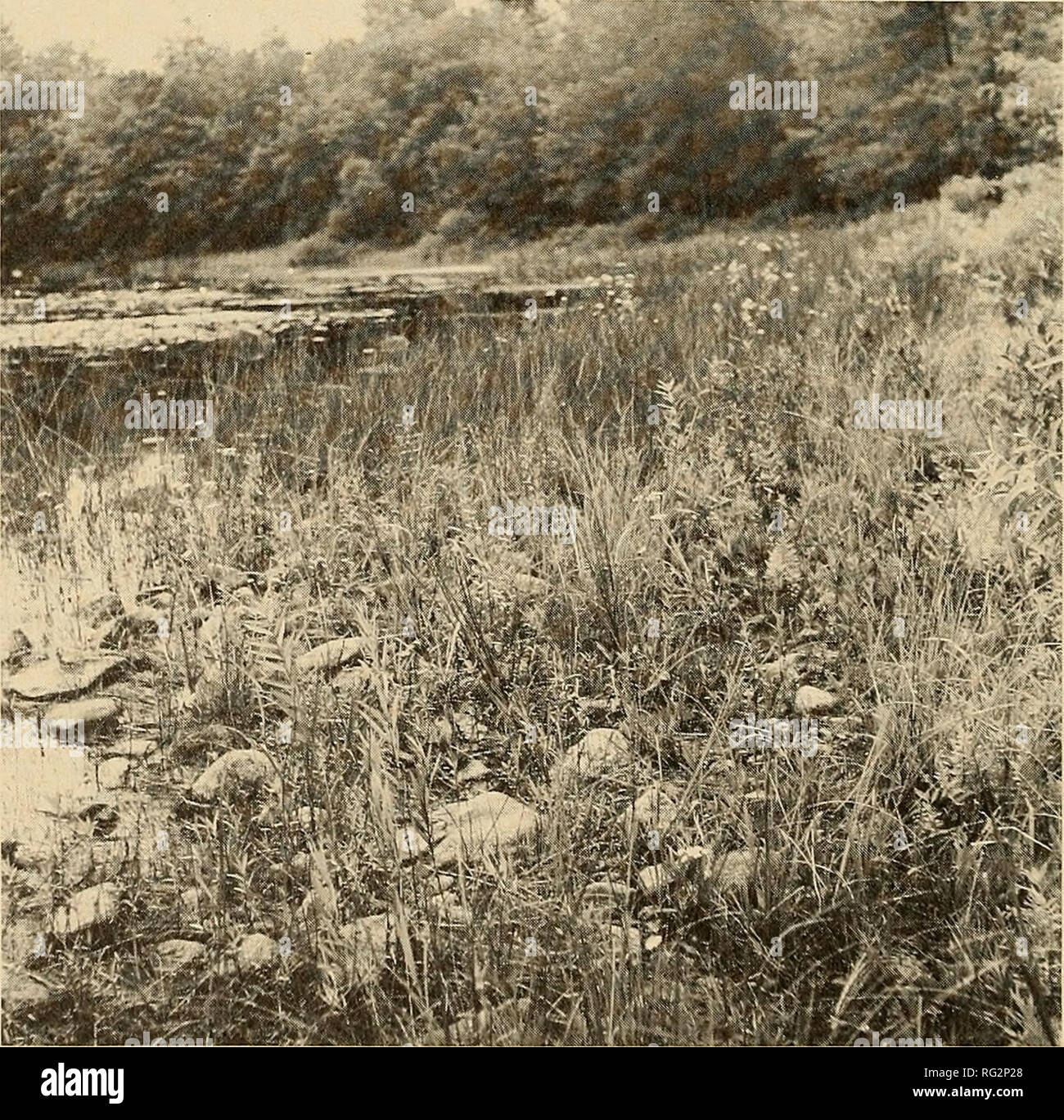 . The Canadian field-naturalist. 354 The Canadian Field-Naturalist Vol. 91 frequent and, in fact, a serious weed of cornfields in the extreme southwest. Its weedy nature has been documented by Alex and Switzer (1976). Panicum dichotomiflorum, or at least this ecotype (which may be of recent origin), is a tough plant tolerant of extremely dry, exposed habitats with levels of certain metals in the soil that would be toxic to many plants. Not surprisingly h appears to be spreading. Most of the specimens cited above may be clearly segregated as var. geniculatum (Wood) Fern. Panicum rigidulum Nees  Stock Photo