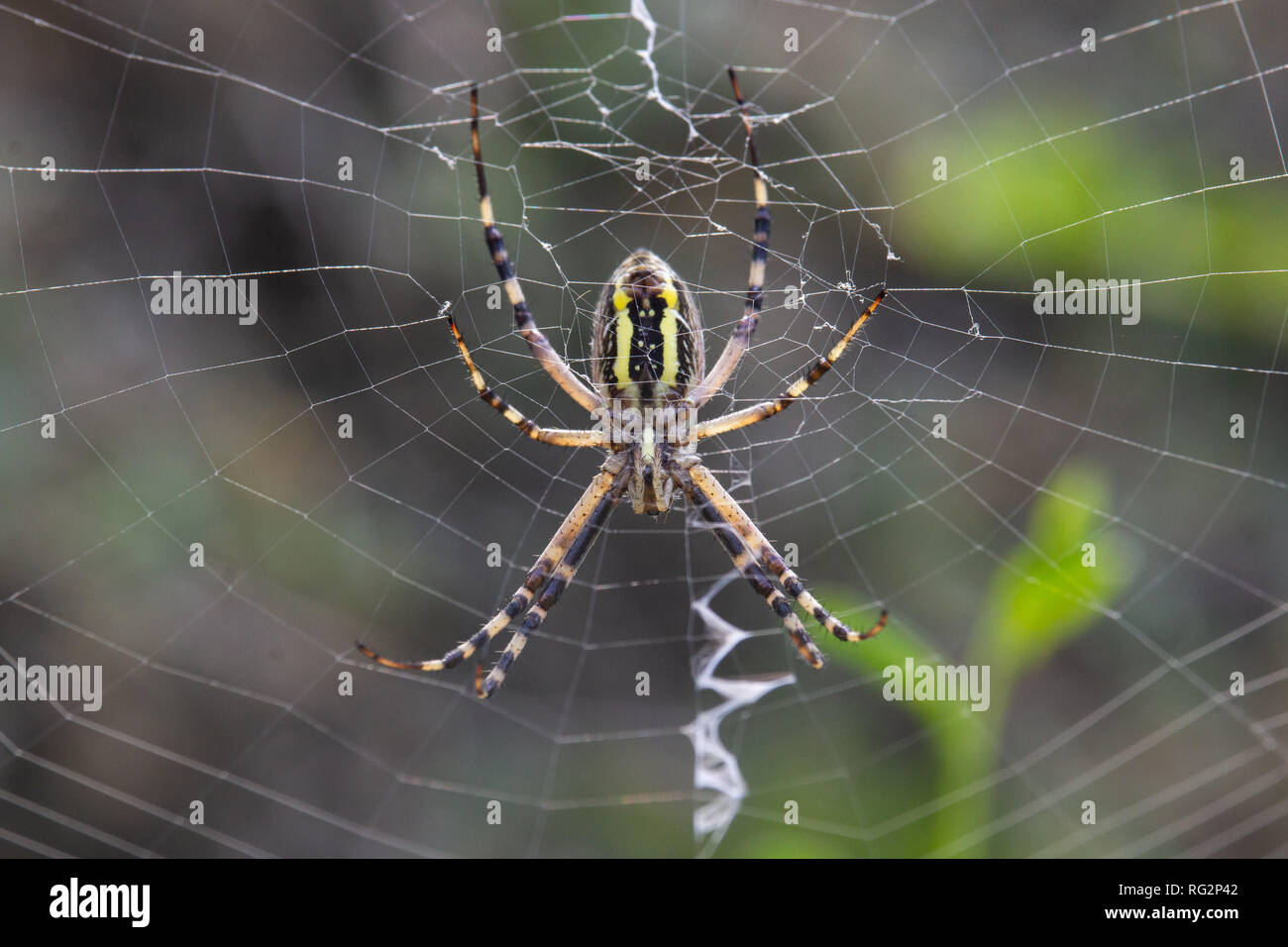 Argiope Audouin spider Stock Photo