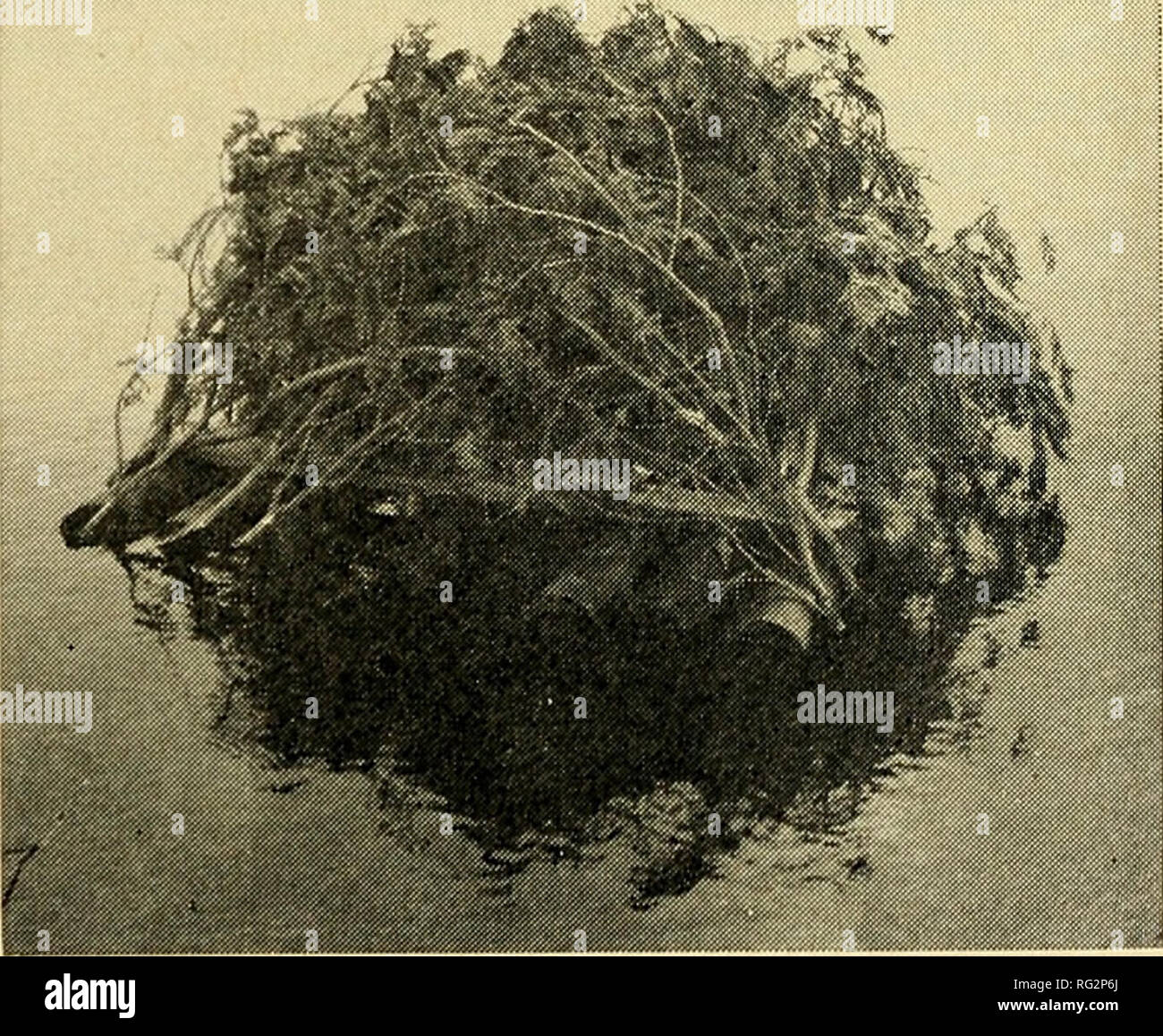 . The Canadian field-naturalist. Figure 1. Duck nesting raft showing ...