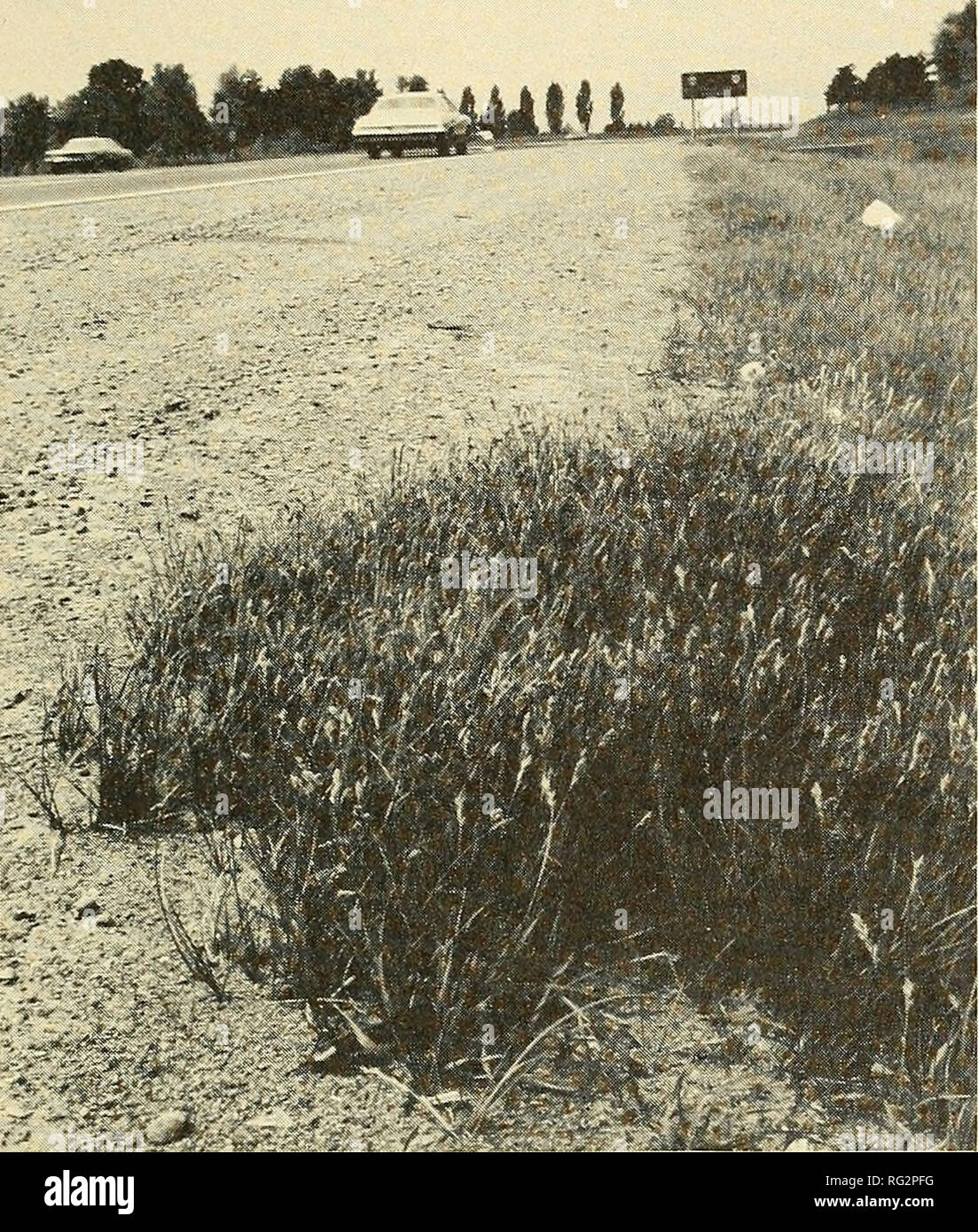 . The Canadian field-naturalist. 1976 Notes 183. Figure 3. Carex praegracilis extending onto the gravel shoulders of highway 401 near Whitby, Ontario. Photographed June 1975 by P. M. Catling. (Hitchcock and Cronquist 1973), and we have found pH values from 7.5 to 8.1, and sodium levels ranging from 200 to 1500 ppm in soil collected from about the roots of plants growing in several widely separated locations. These abnormally high sodium levels (for southern Ontario) result from the use of &quot;de-icing&quot; salt (NaCl—95%. CaCK—5%) in winter. In the more saline, periodically moist sites Care Stock Photo
