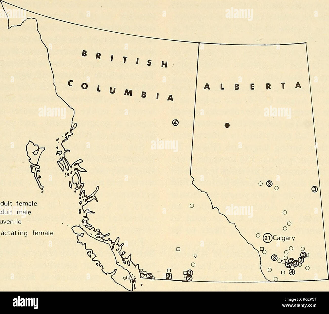 . The Canadian field-naturalist. 1978 Notes 289. O Adult female D Adult male V Juvenile • Lactating female Figure 1. Spring and summer (18 April to 30 July) localities of Silver-haired Bats from British Columbia and Alberta, 1910 to 1976. Numerals in large symbols denote the number of specimens from a town or city.. Please note that these images are extracted from scanned page images that may have been digitally enhanced for readability - coloration and appearance of these illustrations may not perfectly resemble the original work.. Ottawa Field-Naturalists' Club. Ottawa, Ottawa Field-Naturali Stock Photo