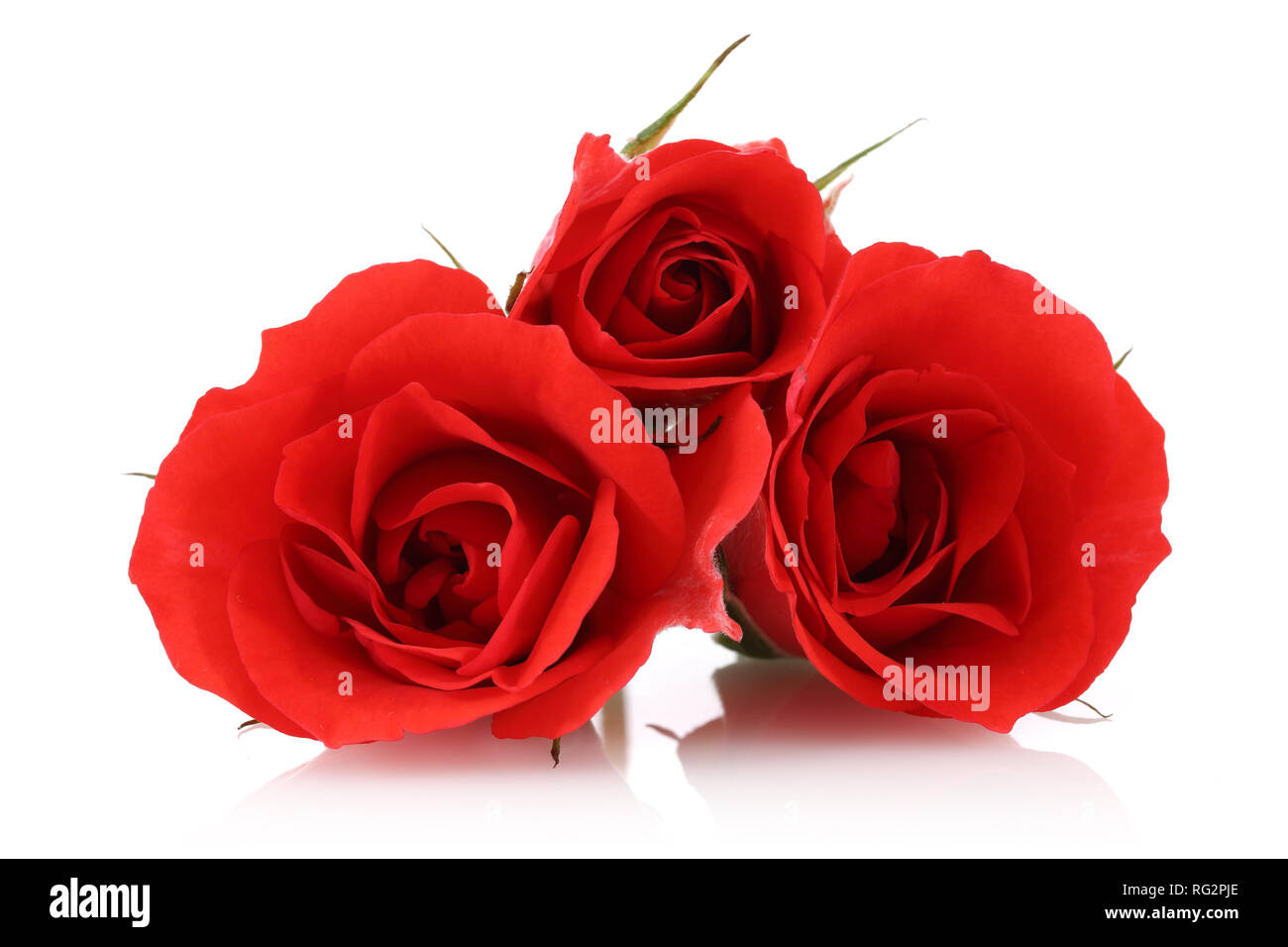 Red roses isolated on white background Stock Photo Alamy