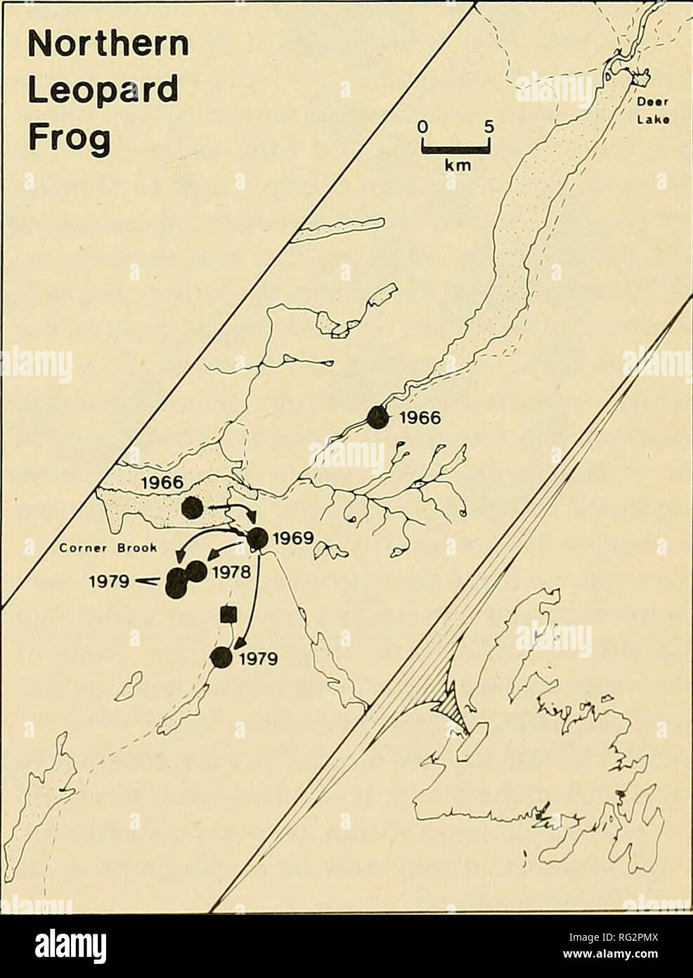 . The Canadian field-naturalist. Northern Leopard Frog. Figure 4. Dispersal of the recently introduced species on the island of Newfoundland. Dates indicate introductions or transplants to particular sites. Arrows indicate dispersal routes taken by transplanted stocks. Dark circles are introduction or transplant sites. Dark squares are sites to which introduced or transplanted populations have dispersed &quot;on their own&quot;.. Please note that these images are extracted from scanned page images that may have been digitally enhanced for readability - coloration and appearance of these illust Stock Photo