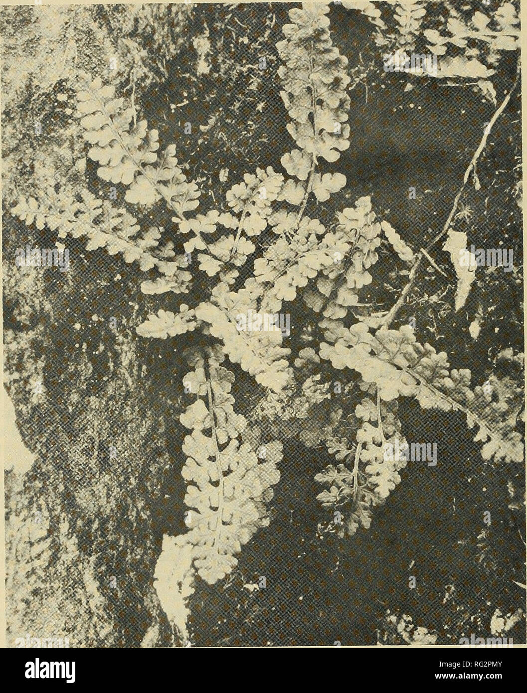 . The Canadian field-naturalist. 178 The Canadian Field-Naturalist Vol. 89. Figure 1. Woodsia alpina photographed at Jeffrey Lake, August 1974. Acknowledgments I am grateful to K. L. Mcintosh, S. M. McKay, and R. E. Whiting, for sharing in this discovery. W. H. Wagner and D. M. Britton confirmed identifications, and W. J. Cody kindly read the manuscript. Literature Cited Beschei, R. £., A. E. Garwood, R. Hainault, I. D. Macdonald, S. P. van der Kloet, and C. H. Zavitz. 1970. List of the vascular plants of the Kingston region. Fowler Herbarium, Queen's University, Kingston. 92 pp. Brown, D. F.  Stock Photo