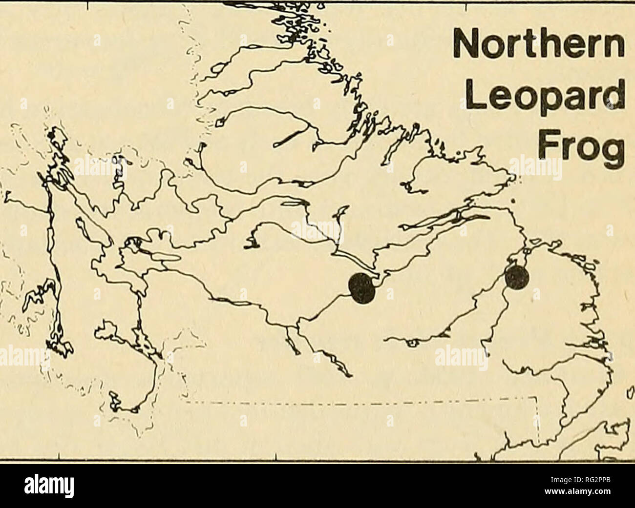 . The Canadian field-naturalist.  Â£&gt; ' i Mink  COh Frog yf'^h 'â y-f % 2. k^ &quot;^ â if^ *'yn ^Y '^''â &quot;â r^- -/I ' ,J â - ? / ^ ,Y^ Northern Leopard Frog. Figure 3. Distribution of amphibian species in Labrador. Dark circles indicate sites where species have been collected or verified.. Please note that these images are extracted from scanned page images that may have been digitally enhanced for readability - coloration and appearance of these illustrations may not perfectly resemble the original work.. Ottawa Field-Naturalists' Club. Ottawa, Ottawa Field-Naturalists' Club Stock Photo