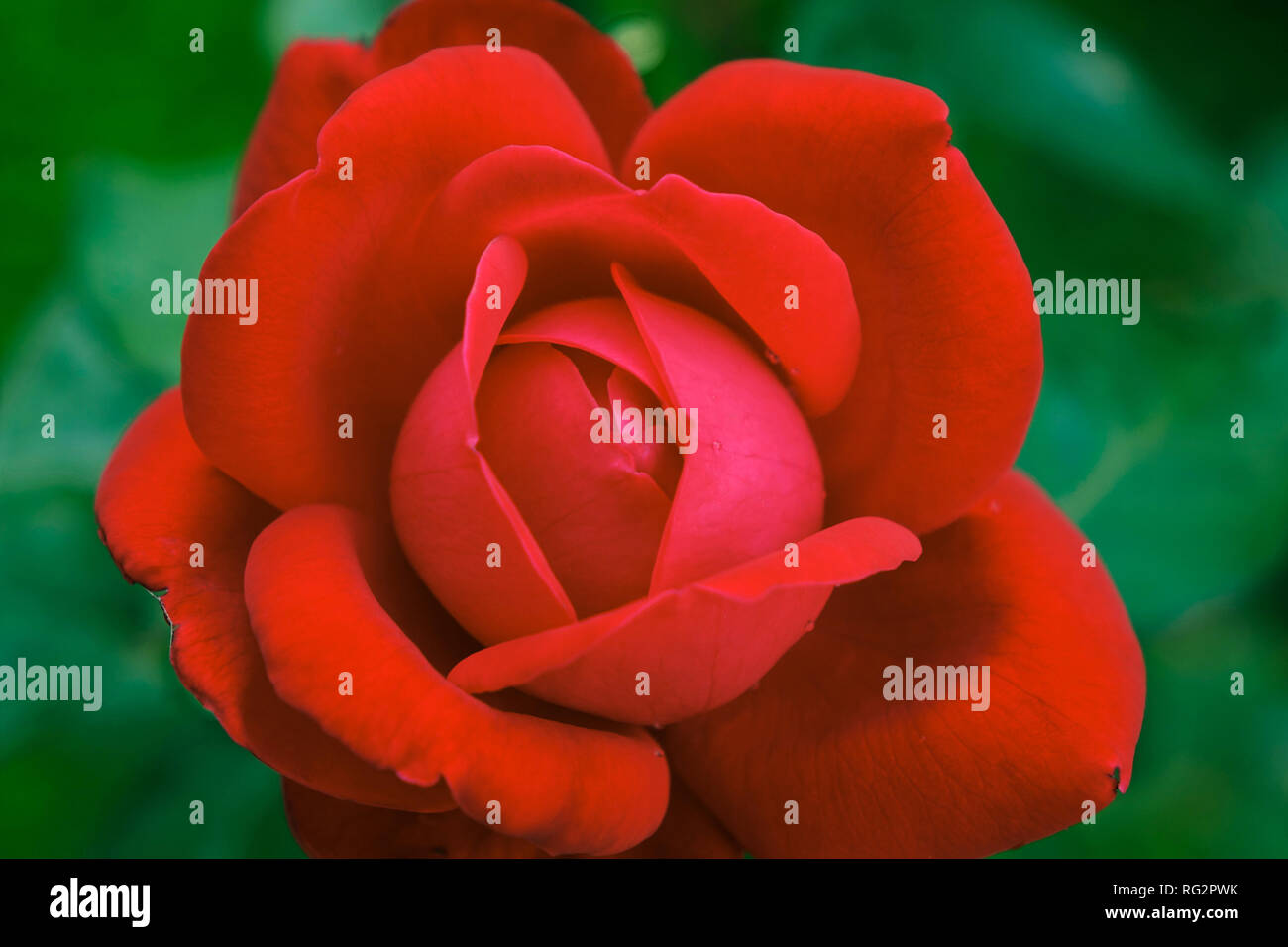 Red rose on green background, full frame Stock Photo Alamy