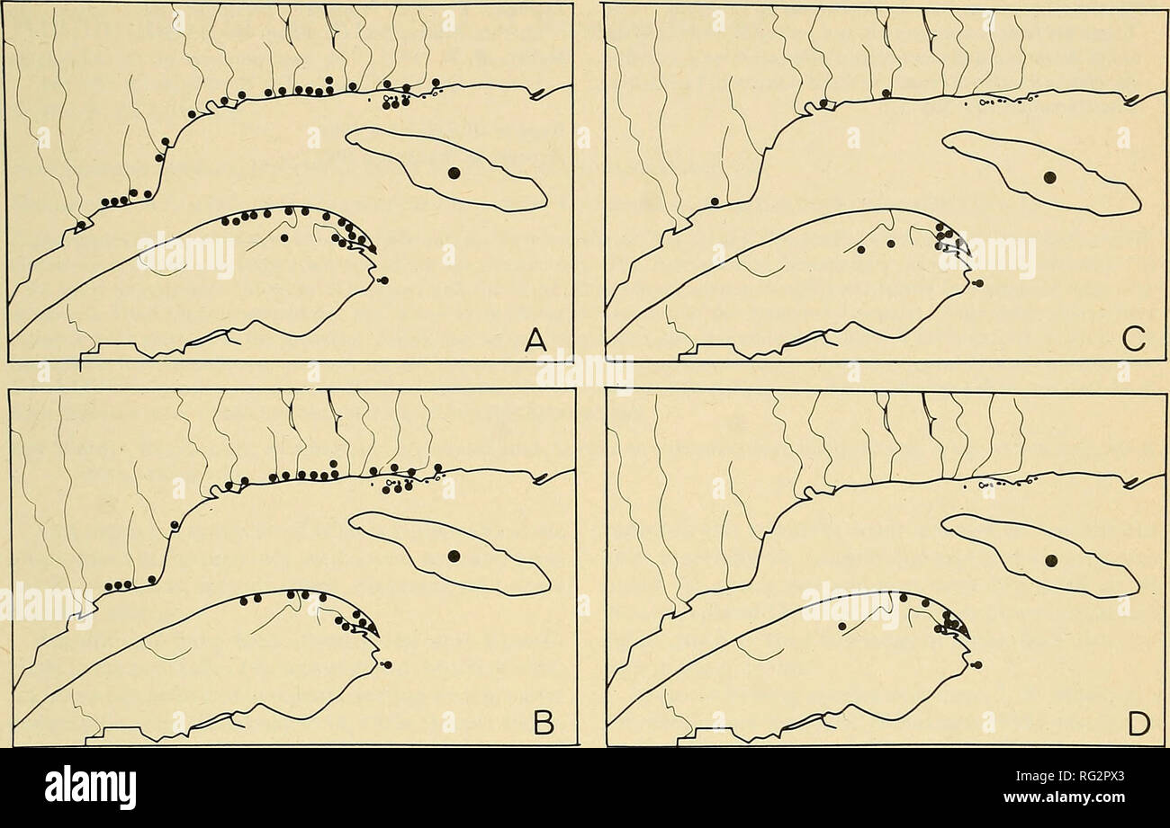 . The Canadian field-naturalist. 1983 M. Laflamme-Levesque, Perron et Jobin: Distribution des Lichens 31. Figure 6. Distribution du genre Ramalina sur la Cote Nord du Saint-Laurent et en Gaspesie: (A) Ramalina dilacerata,{W) Ramalina roesleri; (C) Ramalina thrausta; (D) Ramalina farinacea. arbres, leur age et la densite forestiere. Toutefois, 11 est interessant de noter que les arbres sur lesquels la den- site lichenique depasse 50% de recouvrement sont ages d'au moins 50 ans. Les sites dans lesquels les lichens recouvrent si intensement le substrat sont d'une part, des endroits ou une pullula Stock Photo