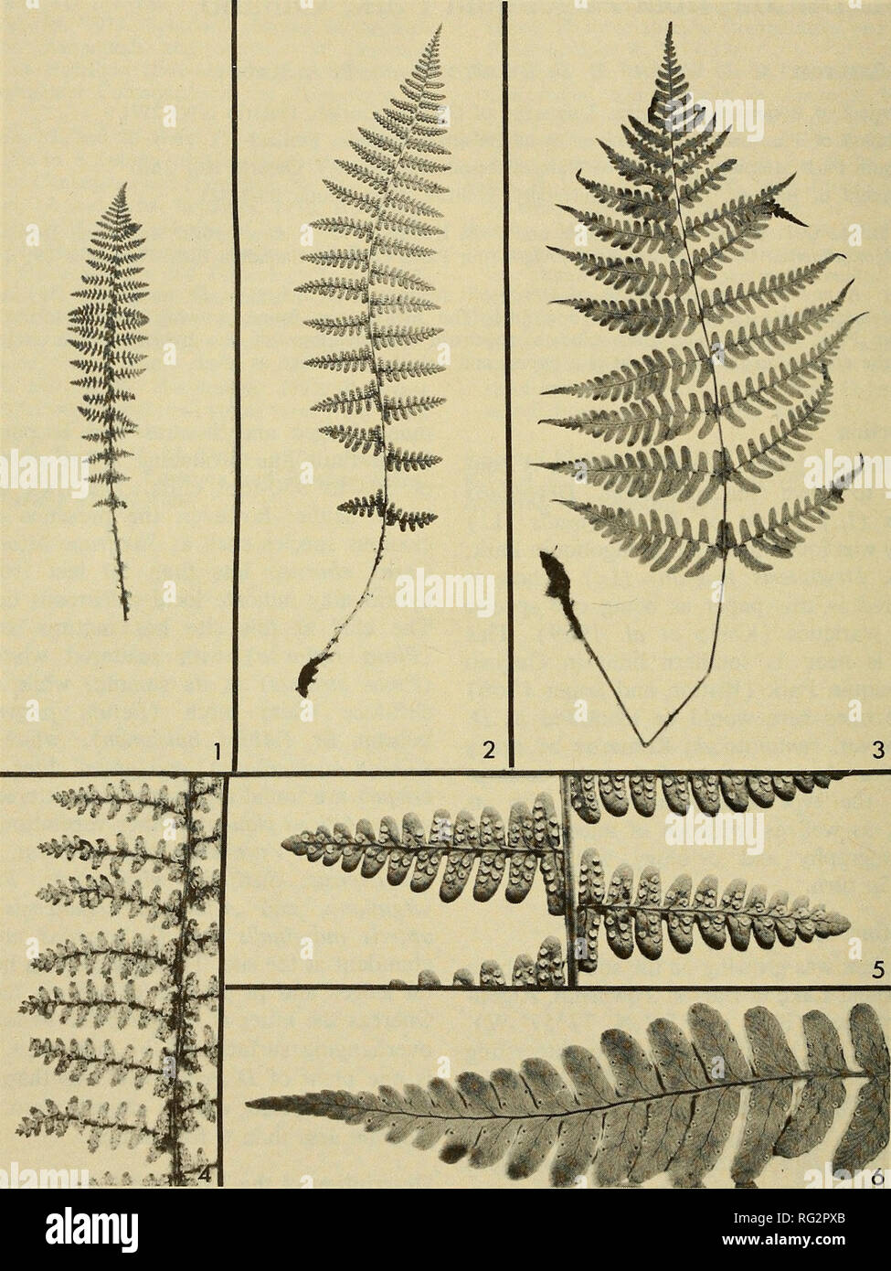 . The Canadian field-naturalist. 164 The Canadian Field-Naturalist Vol. 89. Figure 1. Leaf of Dryopteris fragrans, Britton 3207. Figure 2. Leaf of hybrid, Dryopteris X algonquin- ensis from type (Keddy and Bninton 533). Figure 3. Leaf of Dryopteris inarginalis, Britton 3206 from a plant of D. marginalis near- est hybrid. Figure 4. Portion of leaf of Dryopteris fragrans, Britton 3207. Note how indusia appear to give a fuzzy outline to the leaf. Figure 5. Portion of leaf of hybrid, Dryopteris X algonquinensis from type. Figure 6. A pinna from Dryopteris marginalis to show shape and soral positio Stock Photo