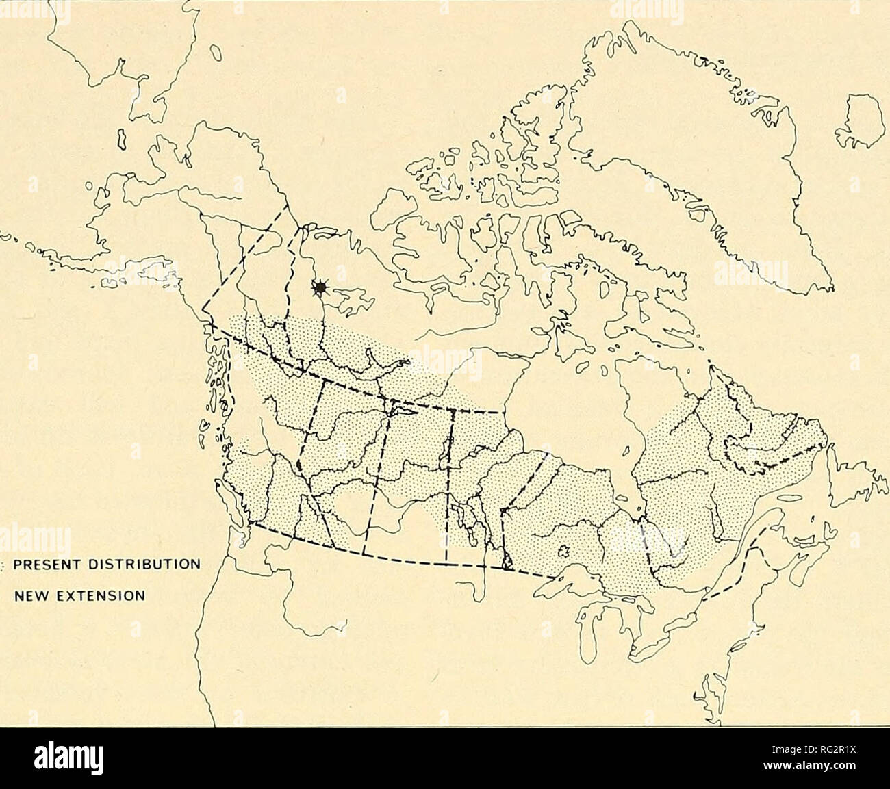 . The Canadian field-naturalist. 1976 Notes 83. ;v.g;S PRESENT DISTRIBUTION -i- NEW EXTENSION Figure l. Canadian distribution of the heather vole, Phenacomys intermedius, with range extension indicated. north of that latitude. The first specimen was captured on a compara- tively dry knoll moraine in a dense stand of black spruce (Picea mariana) with some intermixed larch {Larix laricina) and birch (Betula papyrifera). The ground cover was predominantly lichen (Cladonia spp.) and mosses {Hylocomium sp. and Aulo- comium sp.) with a light covering of Ledum groenlandicum, Vaccinium vitis-idaea, an Stock Photo