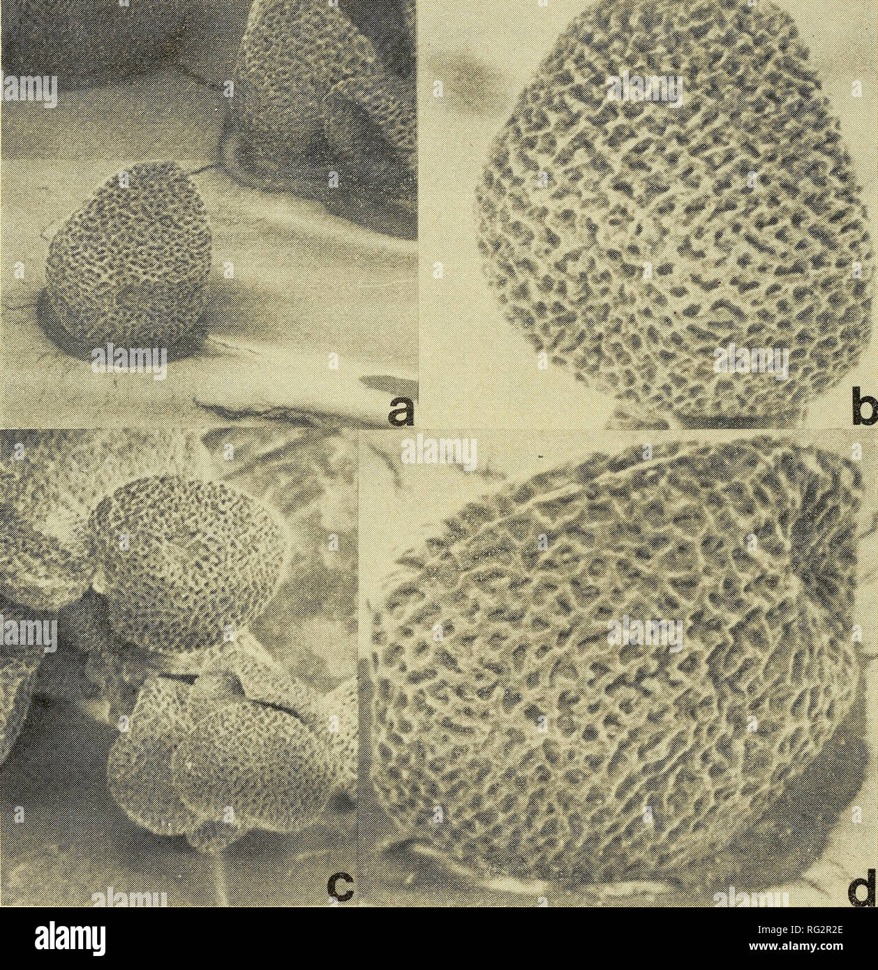 The Canadian Field Naturalist 1 S Figure 5 Pollen Of T X G Fl Ca J Dugle 5563 A And C X 1400 B And D X 3500 Please Note That These The Canadian Field Naturalist 1 S Figure 5 Pollen Of T X G Fl Ca J Dugle 5563 A And C X 1400 B And D X 3500 Please Note That These