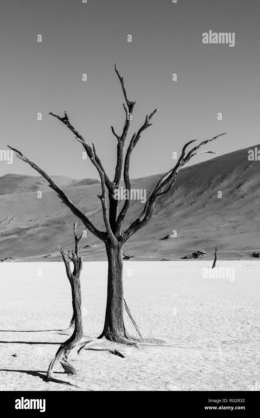 Dead acacia Trees and red dunes in Deadvlei. Black and white photography. Sossusvlei. Namib-Naukluft National Park, Namibia. adventure Stock Photo