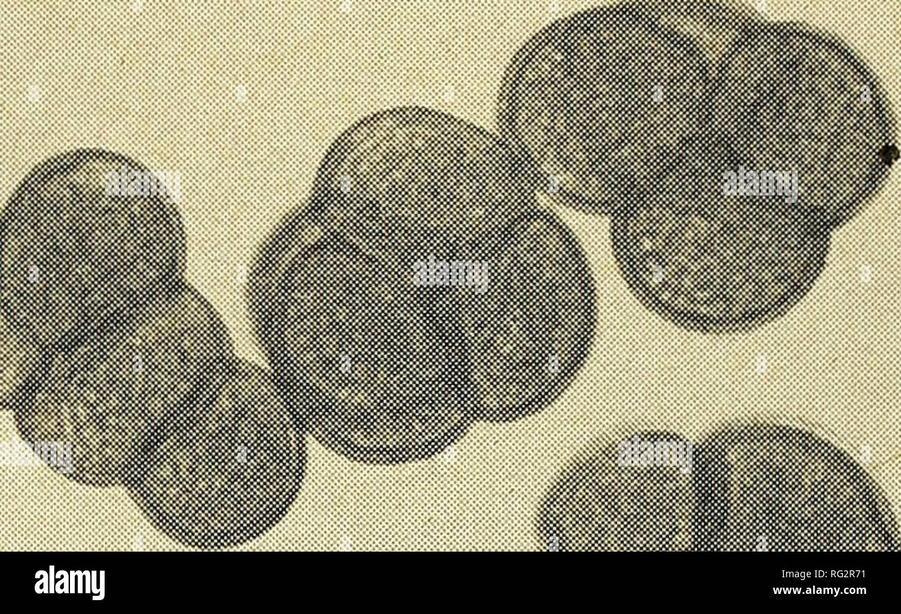 . The Canadian field-naturalist. 1972 DUGLE AND COPPS: POLLEN OF CATTAILS 35 Results and Discussion The presence in Manitoba of Typha angusti- jolia is confirmed, and T. x glauca, its hybrid with T. latifolia is reported for the first time from the province. From sight records and the specimen distribution the taxa were found to be quite common, and the characteristic clones can be recognized from a distance. McDonald (1951) and Yeo (1964) have pointed out that a single seed can result in a large clone of ma- ture plants by vegetative reproduction. There- fore, even a semi-fertile or sterile F Stock Photo