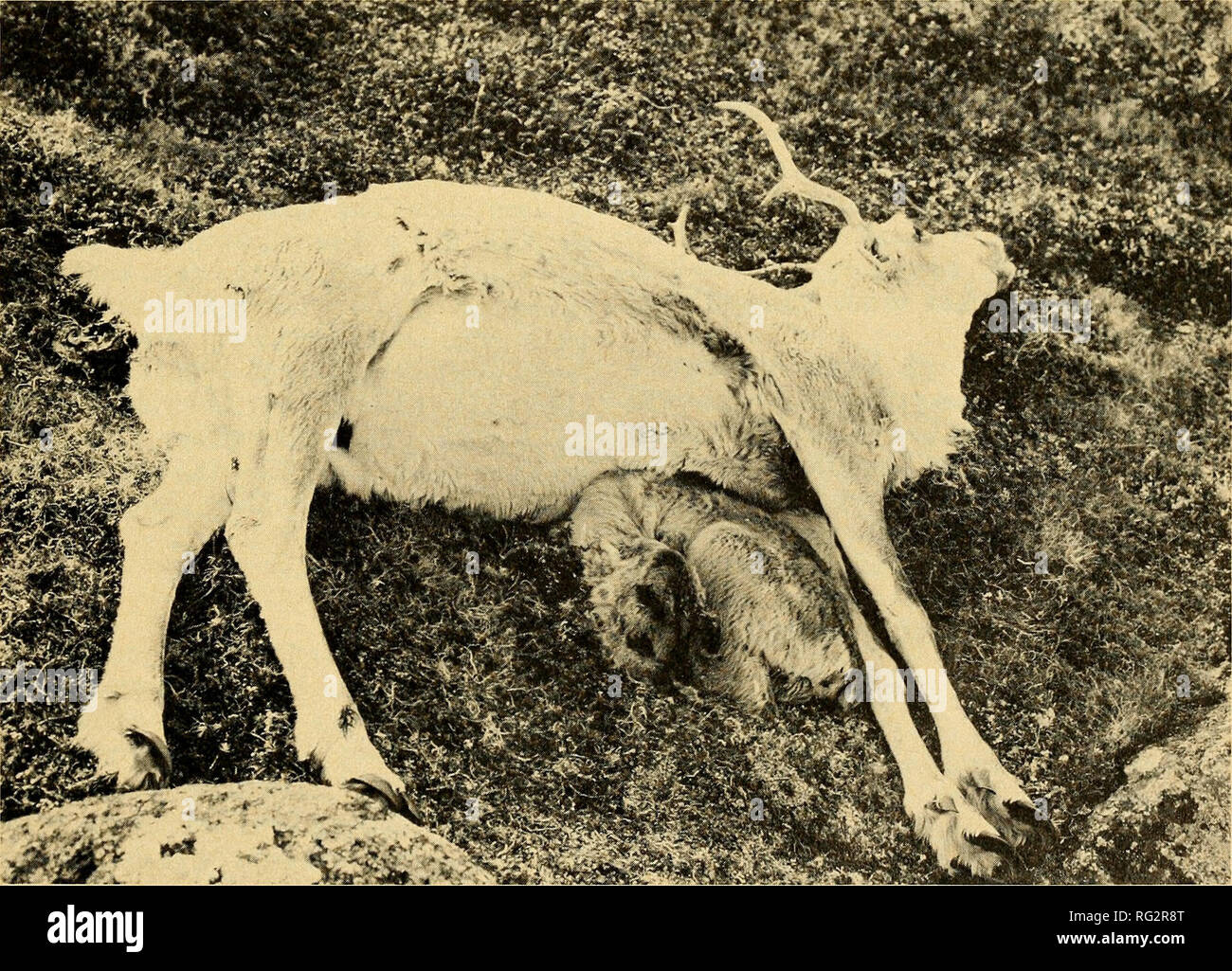 . The Canadian field-naturalist. 1973 Miller and Broughton: Caribou Maternal-Filial Behaviour 23 The cow had remained close by, we killed it and performed a necropsy. The dam had a heavy infection of Cysticercus tenui collis in the liver, metritis, hemorrhagic vaginitis, and necrotic vulvitis. Metritis and vaginitis may have interferred with the flow of milk for several days and the calf was then too weak to nurse, or the pressure on the udder may have made it tender and the cow would not let the calf nurse. We examined a milk sample bacteriologically and isolated hemolytic Escherichia coli, a Stock Photo