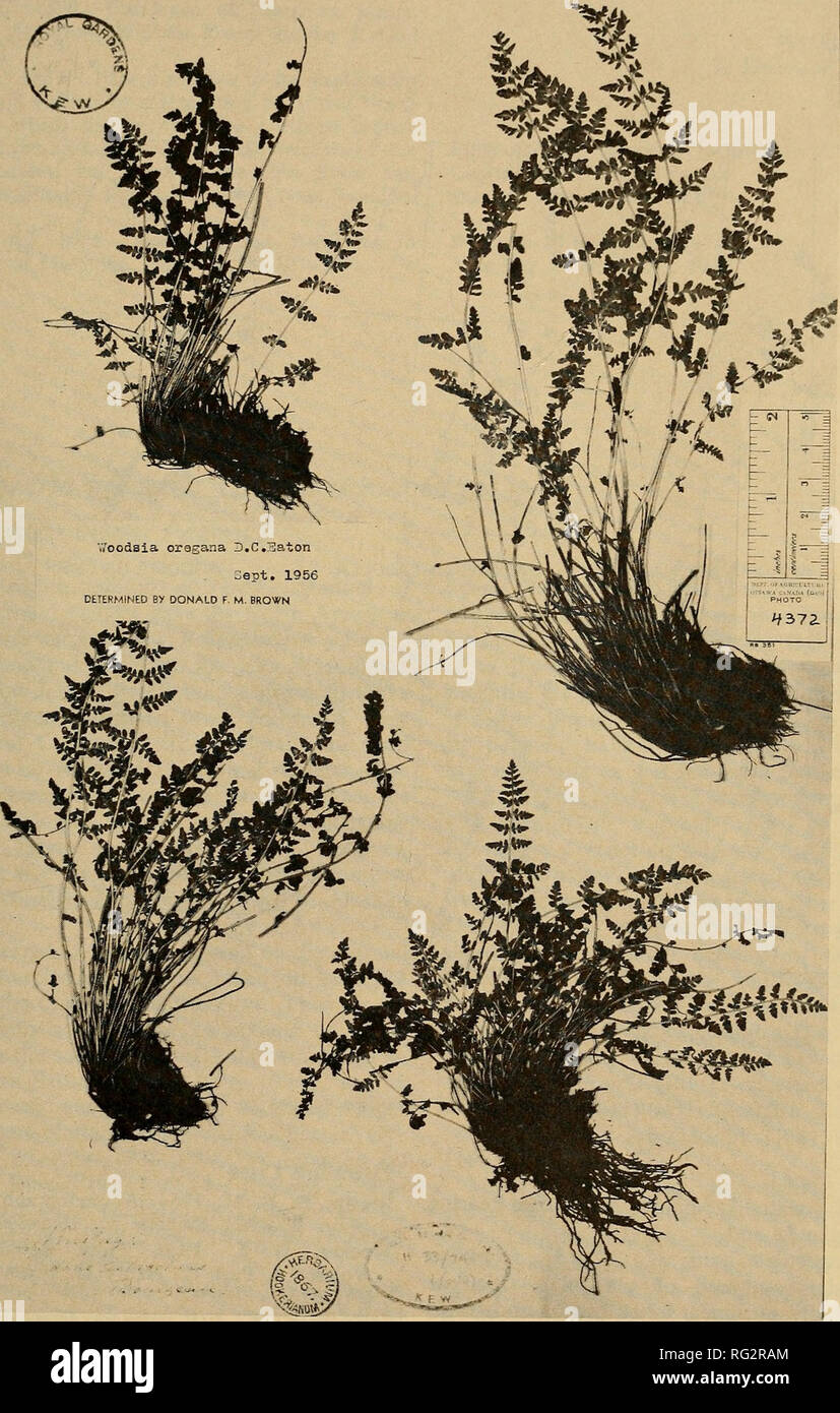 . The Canadian field-naturalist. 1975 Notes 67. Figure 1. Woodsia oregana, Winipeg, Bourgeau (K).. Please note that these images are extracted from scanned page images that may have been digitally enhanced for readability - coloration and appearance of these illustrations may not perfectly resemble the original work.. Ottawa Field-Naturalists' Club. Ottawa, Ottawa Field-Naturalists' Club Stock Photo