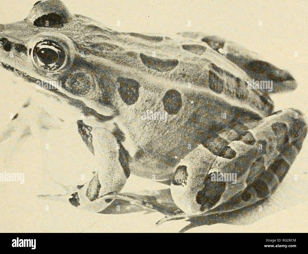 . The Canadian field-naturalist. 1978 Notes 79. Figure I. Immature female Northern Leopard Frog, Rana pipiem. (DMG 170) collected 19 August 1977 at Hamilton Swamp on Vancouver Island. in a small muddy pond at M. Wolfe's farm, Swayne Road, Errington. Calls only were heard at Hamilton Swamp in June 1976 and in August 1977. F. W. Schueler also collected road-killed specimens of R. pipiens (FWS7711) and R. catesbeiana (FWS 7709) near Hamilton Swamp, in April 1977. These are included in Table 1. These Bullfrog and Northern Leopard Frog popu- lations are far removed from any known previously. They a Stock Photo