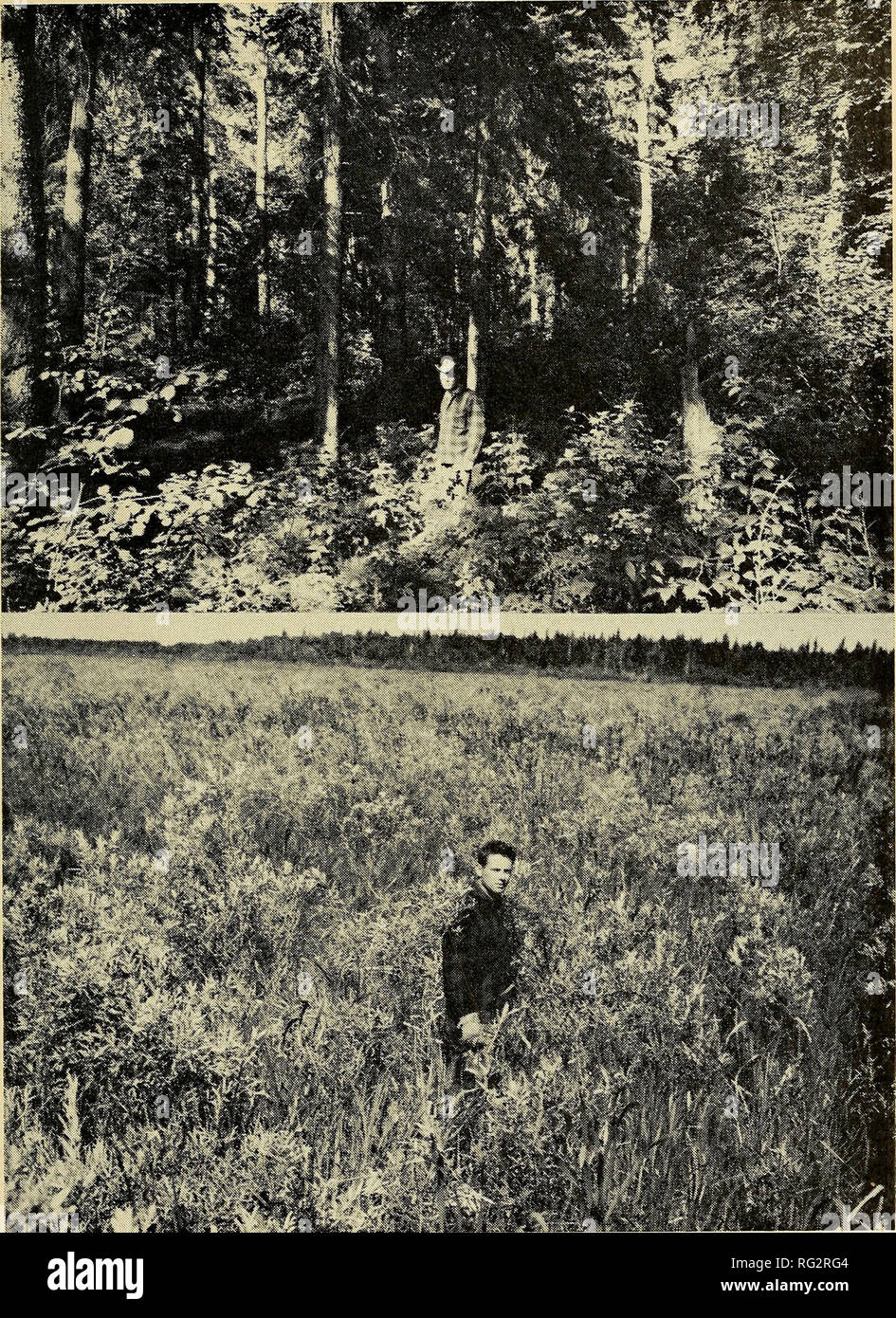 . The Canadian field-naturalist. 1969 DiRscHL AND Dabbs: Flora of the Saskatchewan River Delta 217. Figure 3. (Above). Picea glauca — hardwoods forest stand on the levee of the Saskat- chewan River. Figure 4. (Below). Salix fen, dominated by Salix Candida in association with various species of Carex.. Please note that these images are extracted from scanned page images that may have been digitally enhanced for readability - coloration and appearance of these illustrations may not perfectly resemble the original work.. Ottawa Field-Naturalists' Club. Ottawa, Ottawa Field-Naturalists' Club Stock Photo