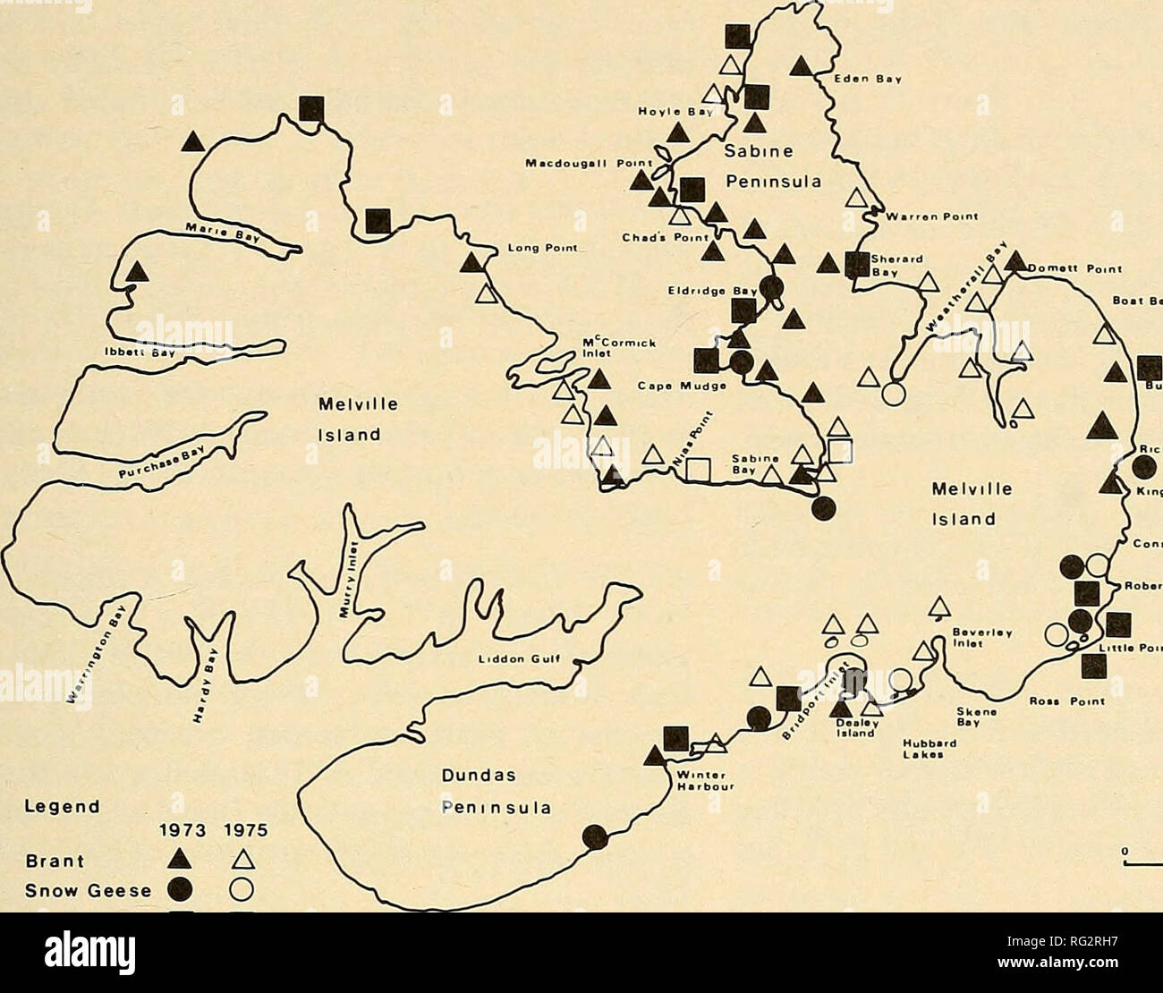 . The Canadian field-naturalist. 1978 Maltby: Birds of Melville Island, N.W.T. 27. Legend 1973 1975 Brant A A Snow Geese ^ O K.ng Elder   Q Figure 2. Locations of broods of Brant, Snow Geese, and King Eiders sighted on Melville Island in 1973 and 1975. in Yukon and western Mackenzie, southern Keewatin and southward. One pair at Consett Head 12 July 1974; first record for Melville Island. Rough-legged Hawk (Buteo lagopus). One at Dundas Peninsula 10 July 1973; one at Bailey Point 26 June and 3 July 1974; both were dark-phase birds. None seen in 1975. Gyrfalcon {Falco rusticolus). One seen 6 km  Stock Photo