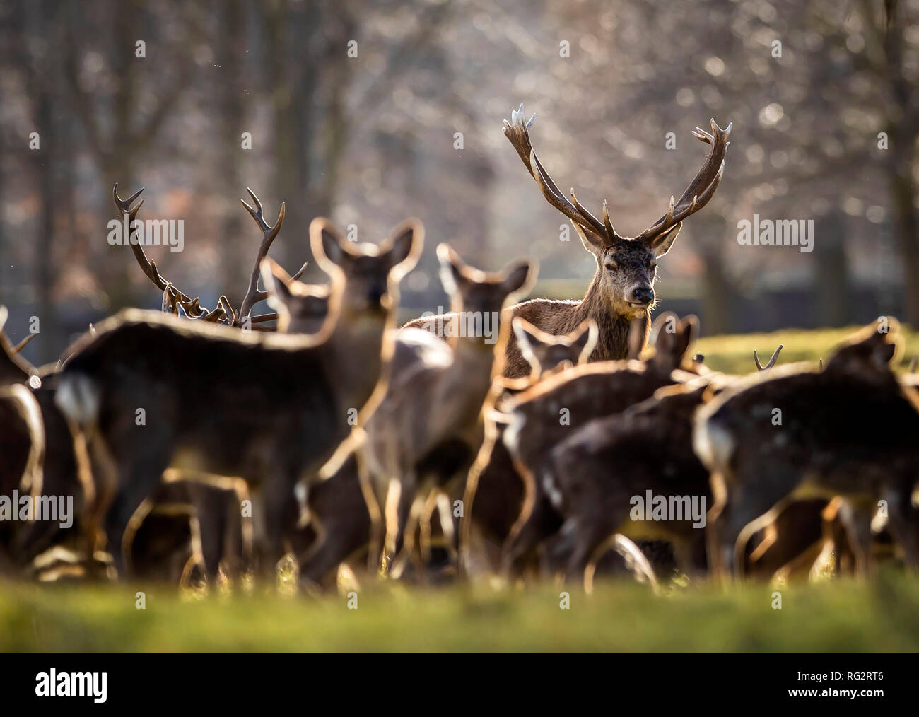 Deer in Studley Royal Park at Fountains Abbey in North Yorkshire Stock