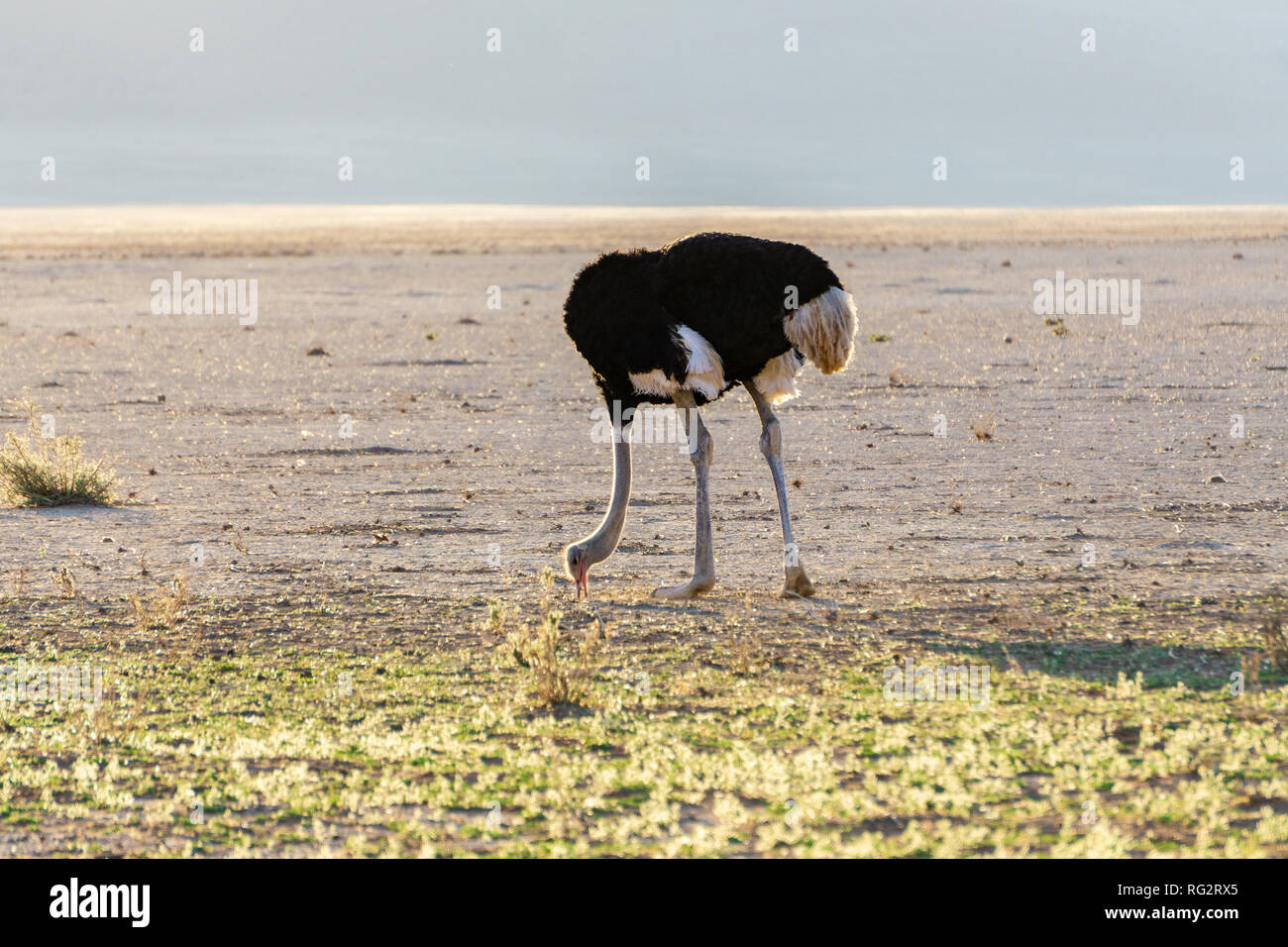 scared ostrich burying its head in sand concept adventure Stock Photo