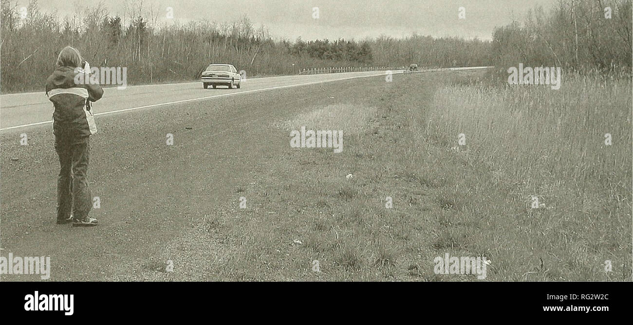 . The Canadian field-naturalist. Natural history; Sciences naturelles. 310 The Canadian Field-Naturalist Vol. 120. Figure 4. Patch of pale stems of P. australis subsp. australis on gravel portion of a roadside and extending in a large clone in the adjacent ditch and swamp. Highway 417, Russell Township, May 2003. occurred in all four townships, but the native sub- species was much more localized, with most popula- tions in a single wetland (Figure 2). Invasion Pathway As seen in the distribution maps (e.g. Figure 3) there is a strong association of the introduced subspecies with roads (Figure  Stock Photo