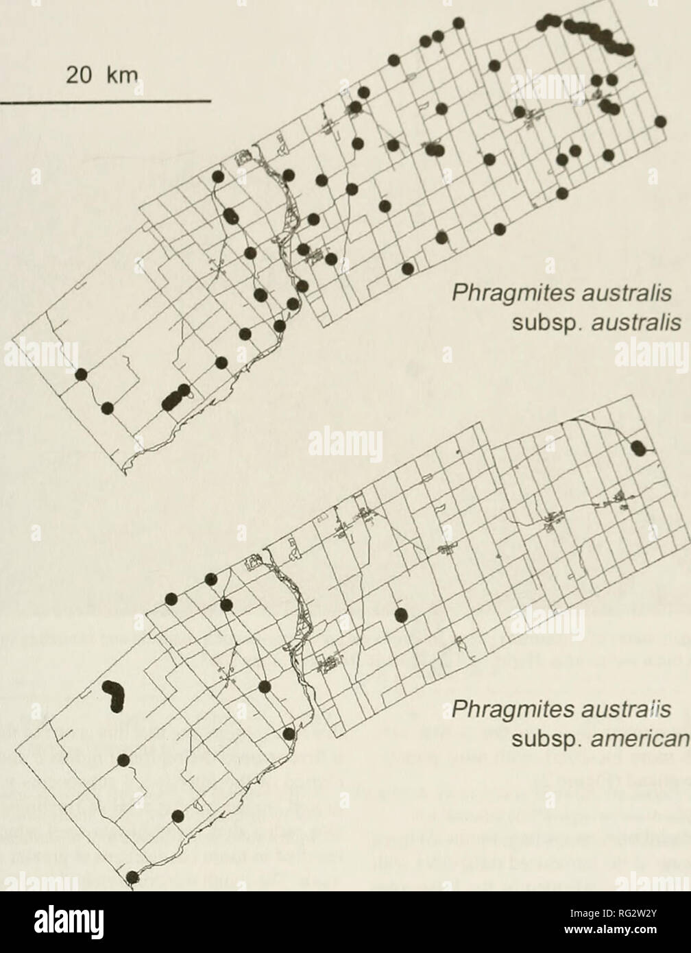 . The Canadian field-naturalist. Natural history; Sciences naturelles. 2006 CATUN(i AND Cakuyn: Eukoi'I AN Common Ki i.ij in Qiiawa DisrikKi 309 20 km. Phragmites australis subsp. americanus Figure 3. Distribution of native and introduced subspecies of Common Reed Phragmites australis in four eastern Ontario town- ships based on a survey in May 2003. Aove, introduced Eurasian subspecies australis. Below, native North .^merican subspecies americanus. subspecies in the four townships based on the resuUs of the 2003 survey. The relationship to roads was analysed by compar- ing the distribution of Stock Photo