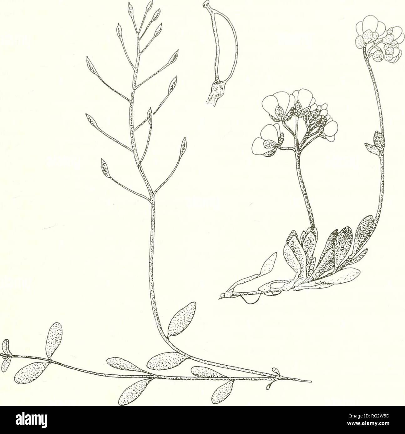 . The Canadian field-naturalist. 1999 Murray and Parker: Taxonomic Disposition of Draba ogilviensis 661. Figure 2. Fruiting and flowering plants of Draba ogilviensis. Drawing by Dominique Collet. therefore have been able to assess the range of geo- graphic and ecological expression of D. sibirica. It is clear that, whether the plants are large or small, whether from the far north (subsp. arctica) or the south (subsp. sibirica), D. sibirica is consistently scapose and has sessile forked hairs on the leaf mar- gins, even when the rest of the plant is glabrous. Those familiar with the circumscrip Stock Photo