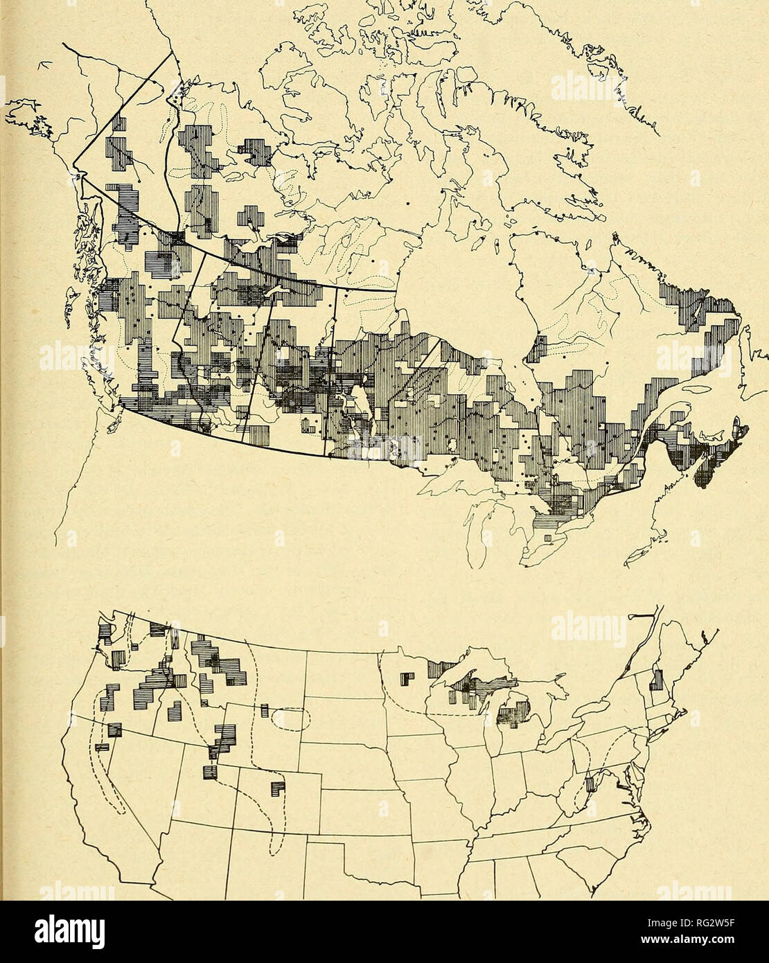 . The Canadian field-naturalist. May, 1937] The Canadian Field-Naturalist 67 ^^. ^'&quot;^ i. Fig 2. State of the snowshoe rabbit population in 1935-36. Vertical hatched areas, arc groups of squares overlapped bv areas of observers reporting relative DECREASE in 1935-36 over 1934-35. Horizontally hatched areas, NO CHANGE. Large black dots are Hudson's Bay Company posts, etc. (1927 map). Broken lines in Canada show main vegetation zones. Broken lines in the United States shoiv approximate limits o1 snowshoe rabbit species. Thick black lines are Province or State boundaries.. Please note that th Stock Photo