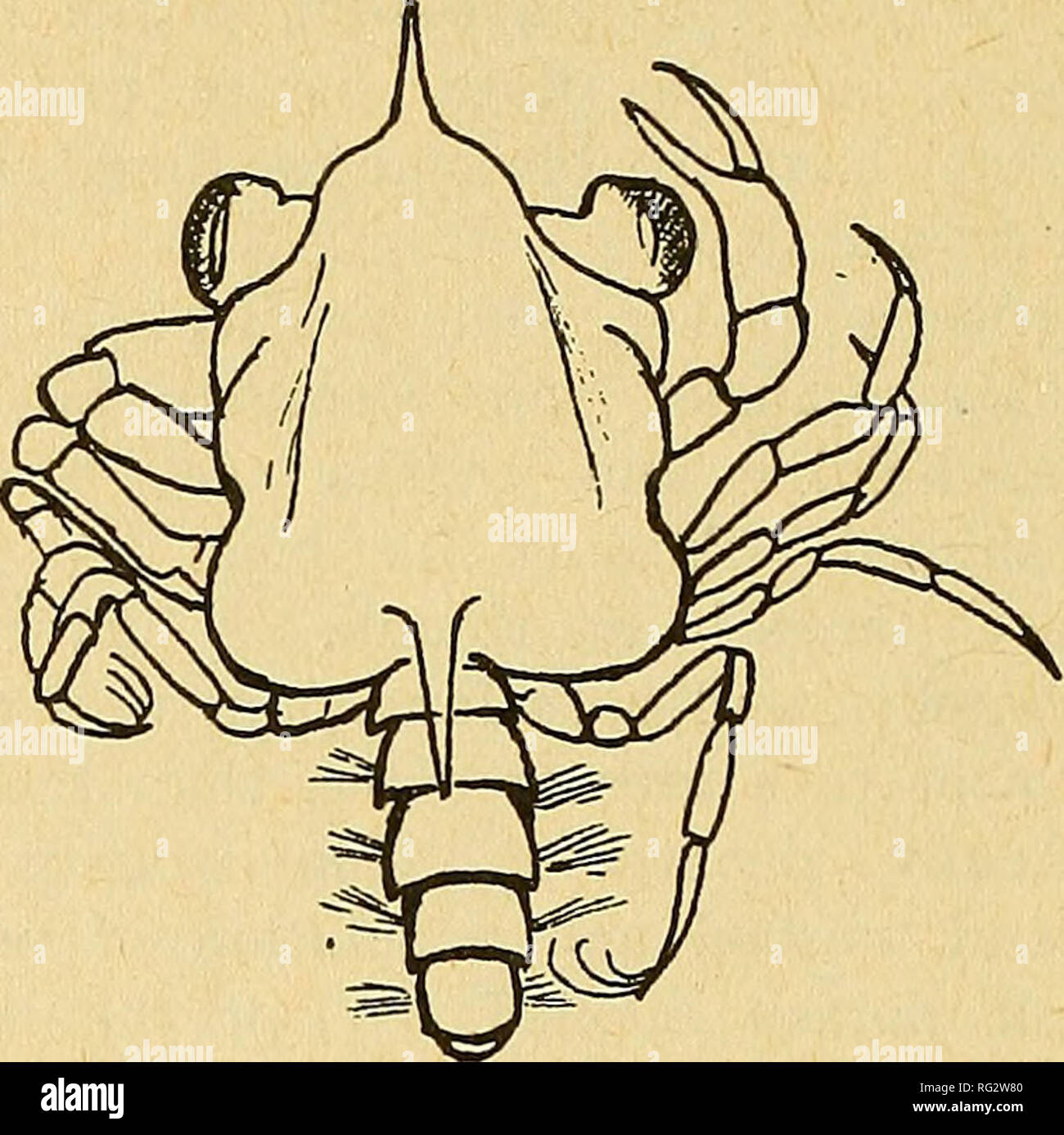 . The Canadian field-naturalist. Fig. 2. SCHIZOPOD OR &quot;SHRIMP&quot;, Euphausia June.—The principal food wbs lance, pilchards and megalopa. Lance and pilchards were fre- quently found in the same stomach. Other forms observed were herring, squid, Velella (Portuguese man-o'-war), shrimp {Crangon sp.) and remains of a fiat fish. July.—Lance, pilchards and schizopods formed a large part of the food of the salmon. Some herrings, Crangov, and squid (Fig. 4) were also observed. August.—Lance and pilchards continued to be the principal food. Schizopods and some her- rings, 3J^-7H inches long, als Stock Photo