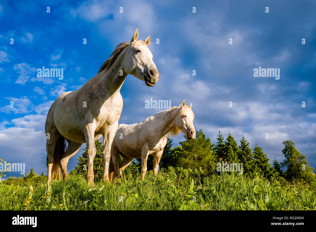 Two white horses are standing on green pastures at Seiser Alm, Alpe di Siusi Stock Photo