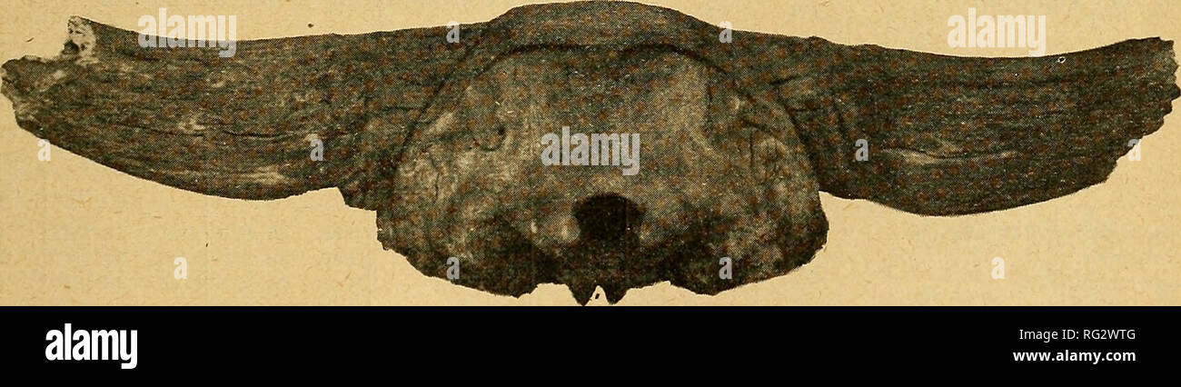 . The Canadian field-naturalist. March. 1927] The Canadian f ield-NaturAlist 47 men represents the average state of preservation of skulls of this species. Such measurements as could be made are as follows:ââ mm. Width between bases of horn-cores 300 Width at the rear of the temporal fossse 215 Width across mastoids 301 Width at rear of orbits 307 Height of occipital crest above lower lip of foramen magnum 163 Height of occipital crest above upper lip of foramen magnum Ill Circumference of zone-core 354 Greatest diameter (horizontal) of horn-core. 118 Least diameter (vertical) of horn-core 101 Stock Photo