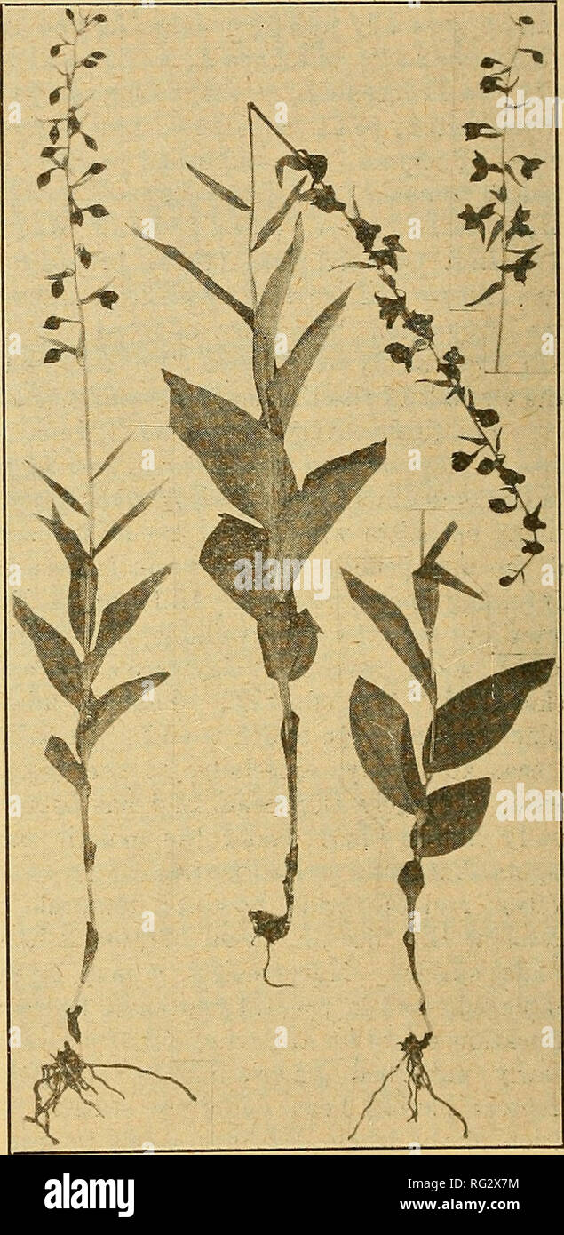 . The Canadian field-naturalist. The Canadian Field-Naturalist [Vol. XLI recognized, viz.: Epipactis palustris Crantz, E. leptochila Godfery, E. purpurata Sm., E. latifolia All., and E. rubiginosa Crantz. After the perusal of the above papers, it seemed possible, that in addition to E. latifoliaâ^which we already haveâ any of the four remaining species might be found in North America, with the exception of the first named, which is very distinctive, and cannot be mixed up with E. latifolia at all, and if occurring here, would have been detected long ago. As regards E. leptochila Godf., it is t Stock Photo