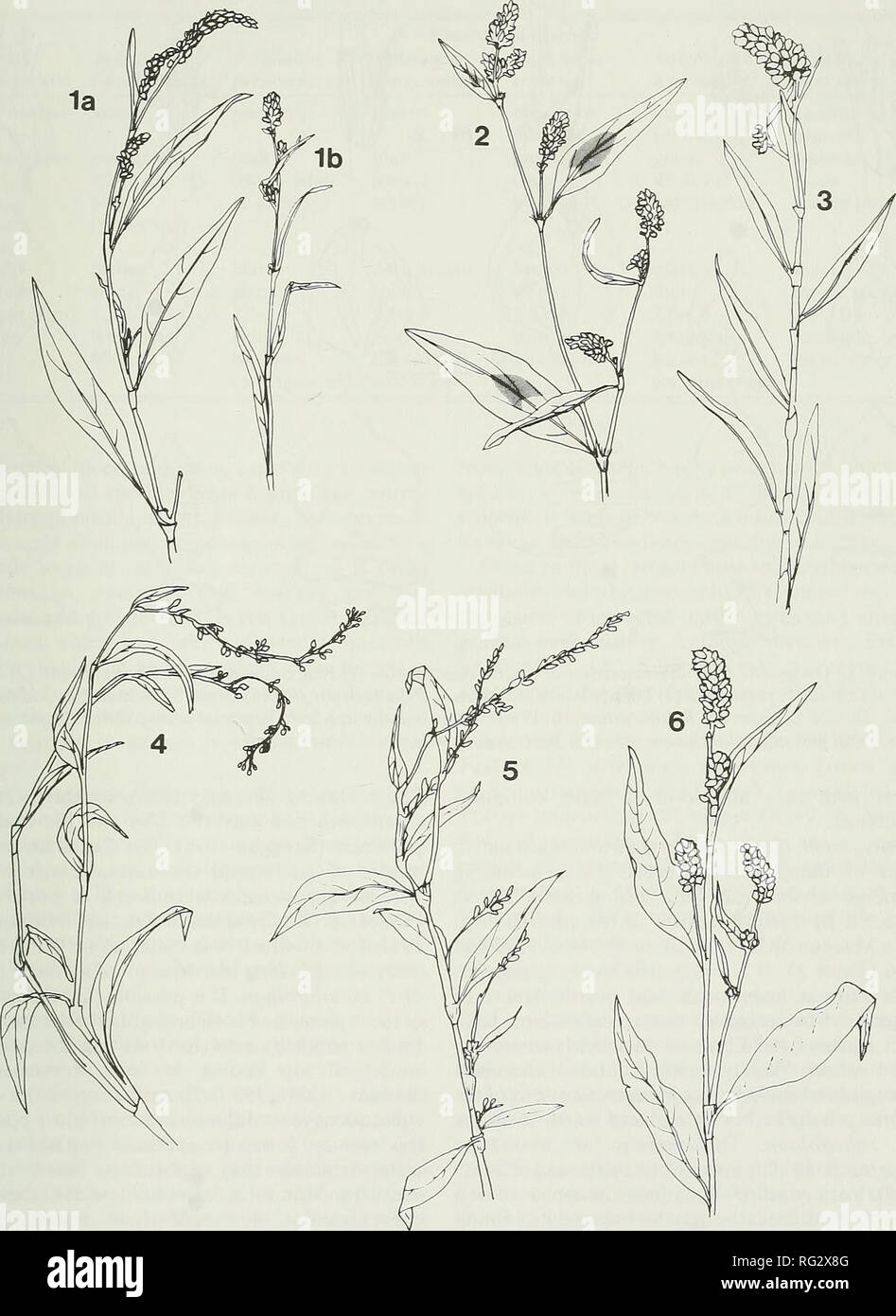 . The Canadian field-naturalist. 1990 Staniforth and Bergeron: Annual Smartweeds 529. Figure 2. Prairie smartweeds showing differences in arrangement, shape, size and posture of flowering spikes: (1) Pale Smartweed, P. lapathifolium; (la) var. lapathifolium, (lb) var. salicifolium; (2) Lady's Thumb {P. persicaria); (3) Pennsylvania Smartweed, P. pensylvanicum; (4) Dotted Smartweed, P. punctatum; (5) Water Pepper, P. hydropiper; (6) Green Smartweed, P. scabrum.. Please note that these images are extracted from scanned page images that may have been digitally enhanced for readability - coloratio Stock Photo