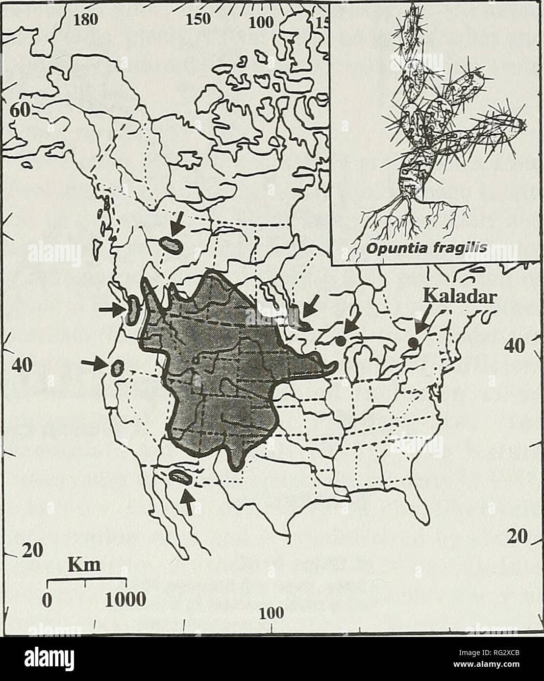 . The Canadian field-naturalist. 2000 Staniforth and Frego: Disjunct Cactus in Eastern Ontario 101 the Kaladar site in 1995 (Table 2); however, this argument hinges around the interpretation and defi- nition of what constitutes a &quot;western grassland species&quot;. Beschel (1967b) hsted 13 &quot;species of dis- tinctly western or southern affinity&quot; and a skink (Eumeces fasciatus) at Kaladar to support this hypothesis. On the other hand, Scoggan (1978) clas- sified 12 of Beschel's 13 &quot;western/southern&quot; species as either eastern (&quot;EE&quot;; i.e. Lechea intermedia, Panicum  Stock Photo