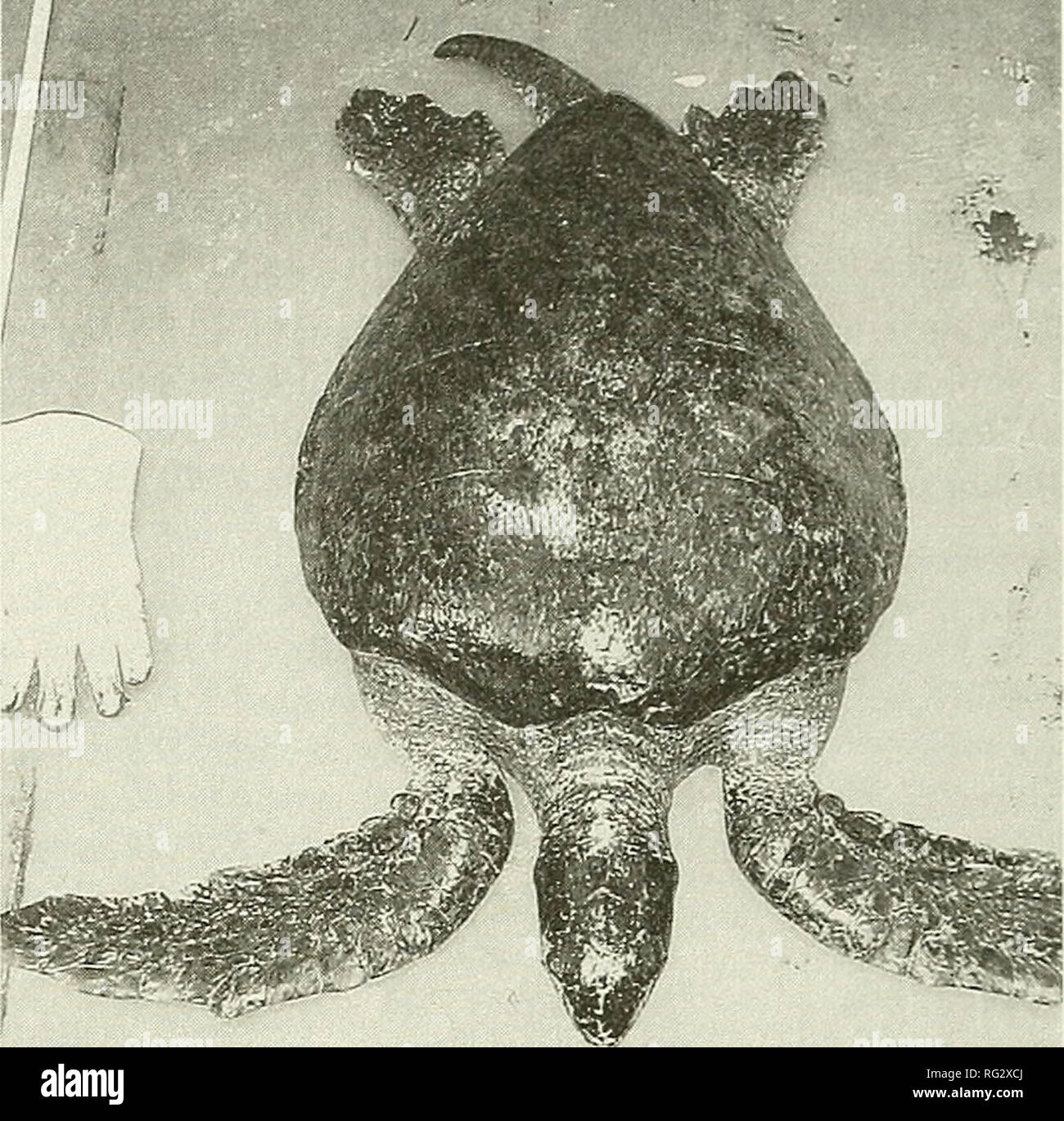 . The Canadian field-naturalist. . Figure 2. This 78.7 cm Green Turtle ...