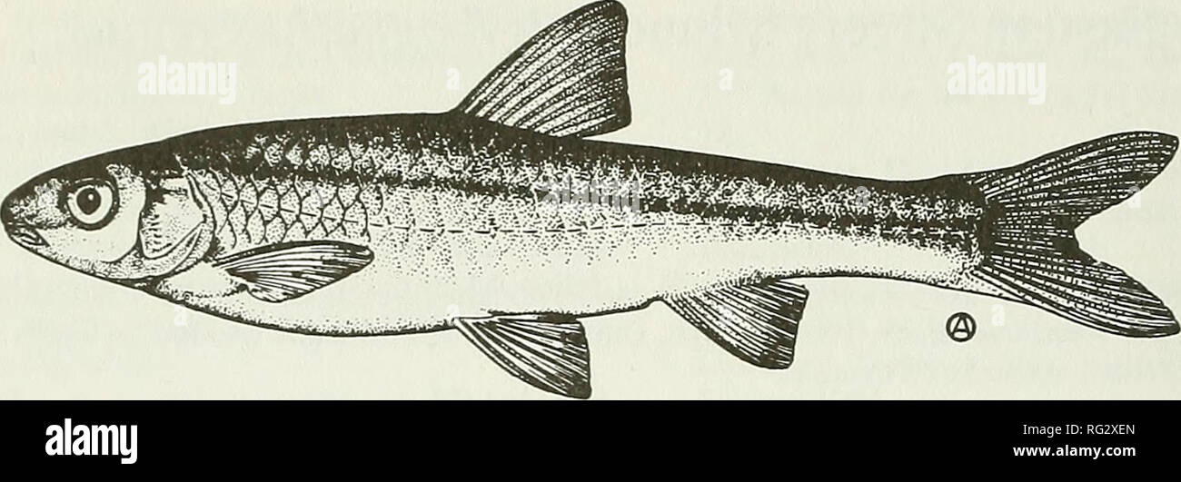 The Canadian field-naturalist. 142 The Canadian Field-Naturalist Vol. 112.  7<fl Figure 1. Eastern Silvery Minnow, Hybognathus regius. Distribution  The Eastern Silvery Minnow is found along the Atlantic Slope of the  Appalachian