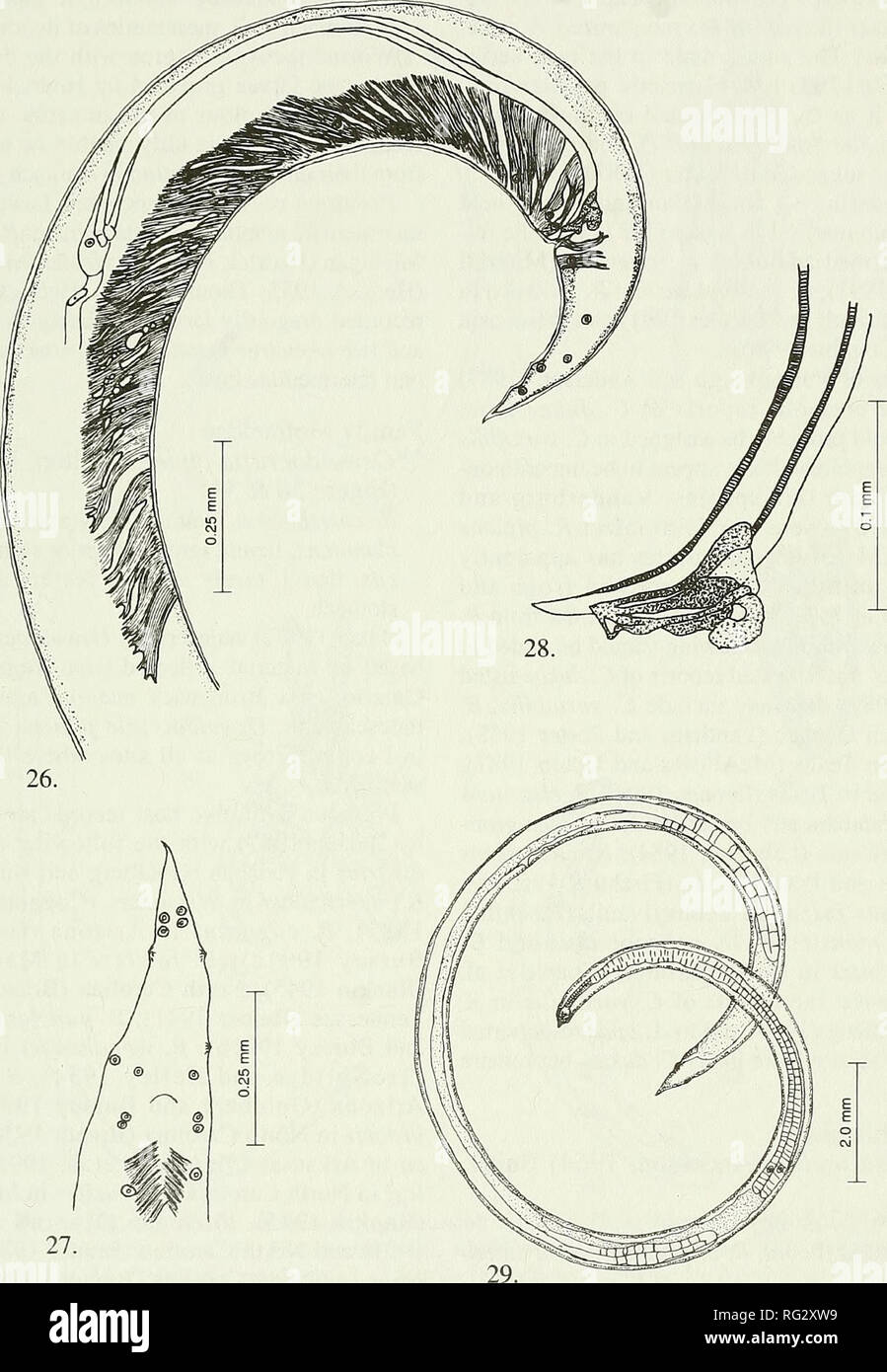 . The Canadian field-naturalist. 1998 McAlpine and Burt: Helminths of Frogs in New Brunswick 61. Figures 26-29. 26. Falcaustra inglisi, posterior of male. 27. Falcaustra inglisi, detail of caudal section of male. 28. Falcaustra inglisi, detail of spicule. 29. Spiroxys contorta, third stage larva. Cosmocercoides sp. in this study have been iden- tified as C. dukae based on the papillar arrangement in male worms (Vanderburgh and Anderson 1987). The numbers of rosette papillae observed in New Brunswick material were: Bullfrog = 7 (n = 1), Green Frog =11-14 (x = 12.2, n = 5), Leopard Frog = 11-19  Stock Photo