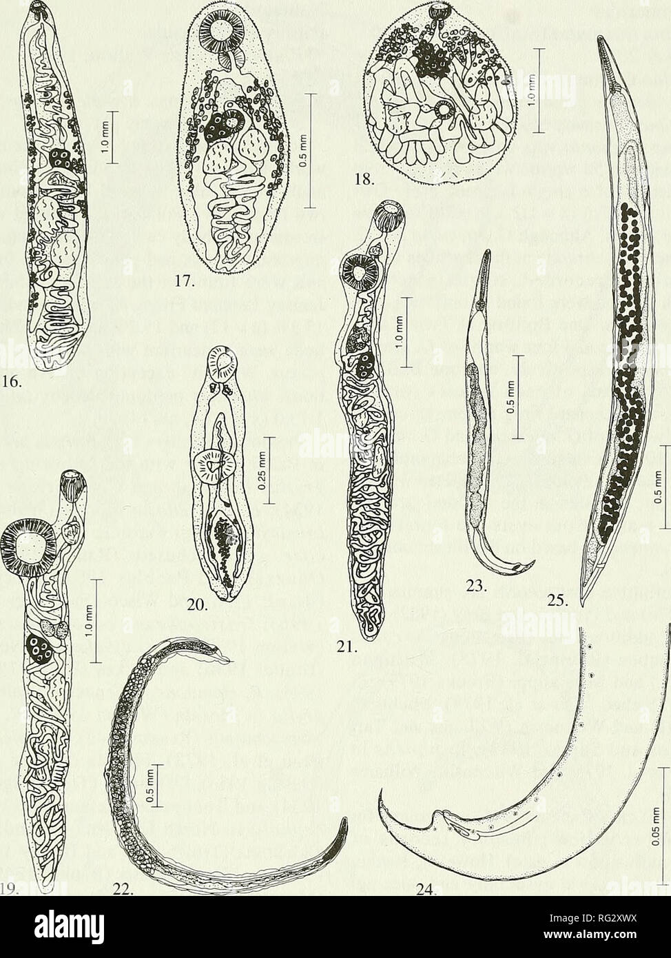 . The Canadian field-naturalist. 1998 McAlpine and Burt: Helminths of Frogs in New Brunswick 59. Figures 16-25. 16. Haematoloechus varioplexus, adult. 17. Glypthelmins quieta, adult. 18. Loxogenes arcanum, adult. 19. Gorgoderina attenuata, adult. 20. Gorgoderina atten- uata, excysted metacercaria. 21. Gorgoderina simplex, adult. 22. Rhabdias ranae, adult. 23. Cosmocercoides dukae, adult male. 24. Cosmocercoides dukae, adult male showing rosette papillae on caudal section. 25. Cosmocercoides dukae, adult female. Arkansas (McAllister et al. 1995b); R. pipiens in West Virginia (Brooks 1979) and W Stock Photo
