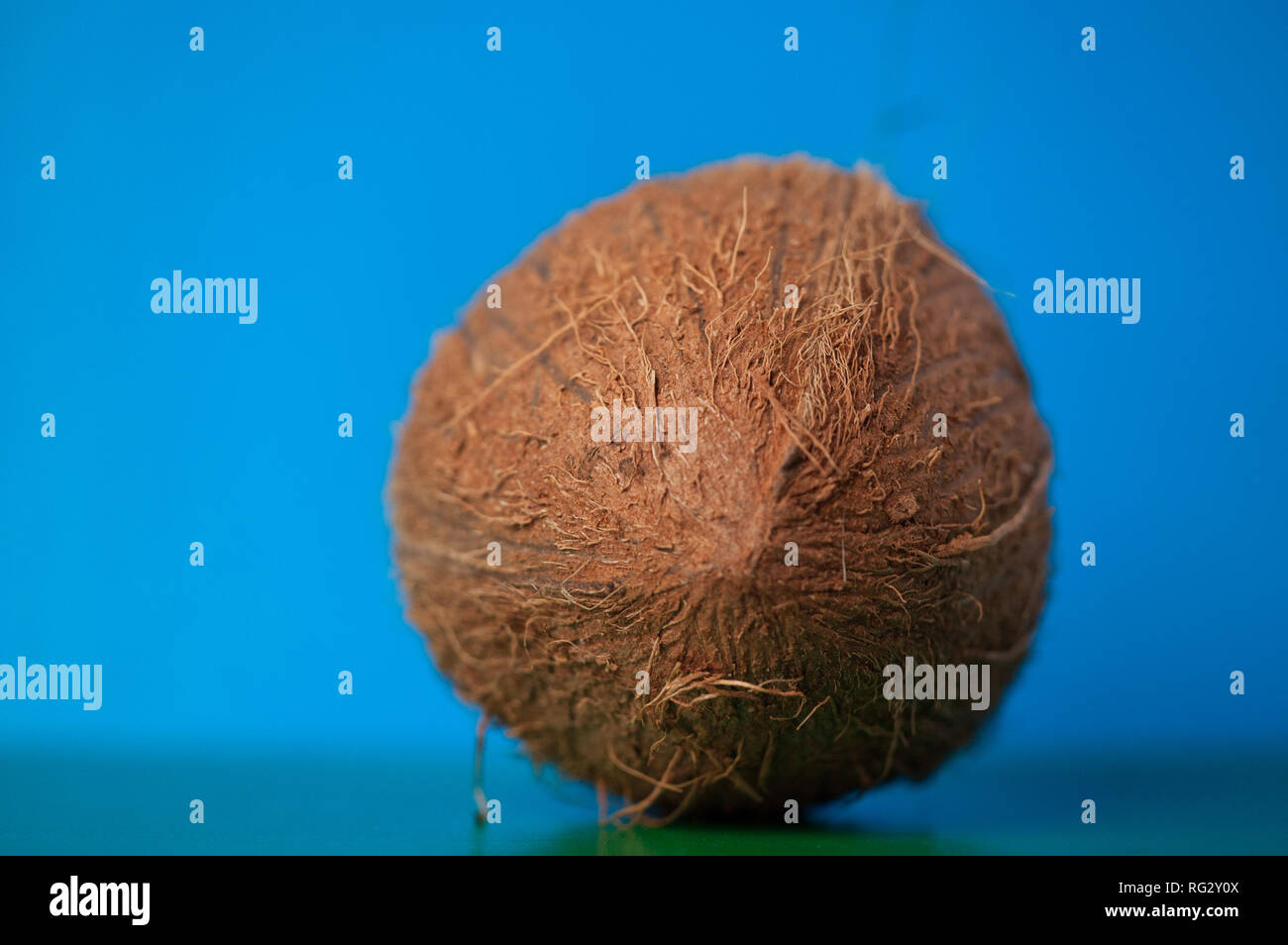 Close-up of an exotic and fresh coconut on a blue background. Fresh ...