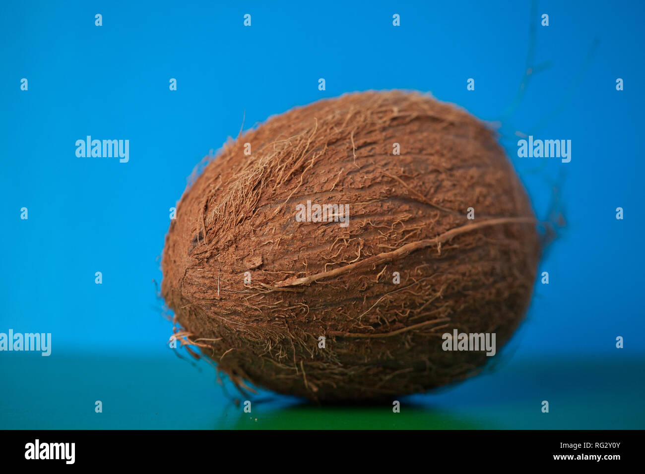 Close-up of an exotic and fresh coconut on a blue background. Fresh ...