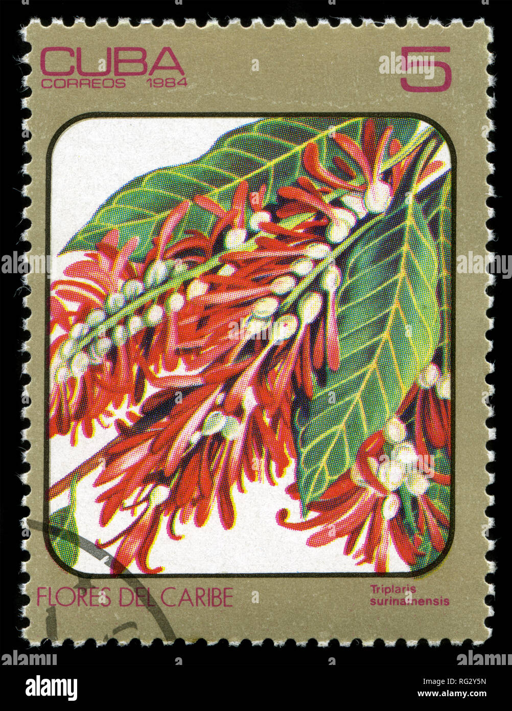 Postage stamp from Cuba in the Flora series issued in 1984 Stock Photo